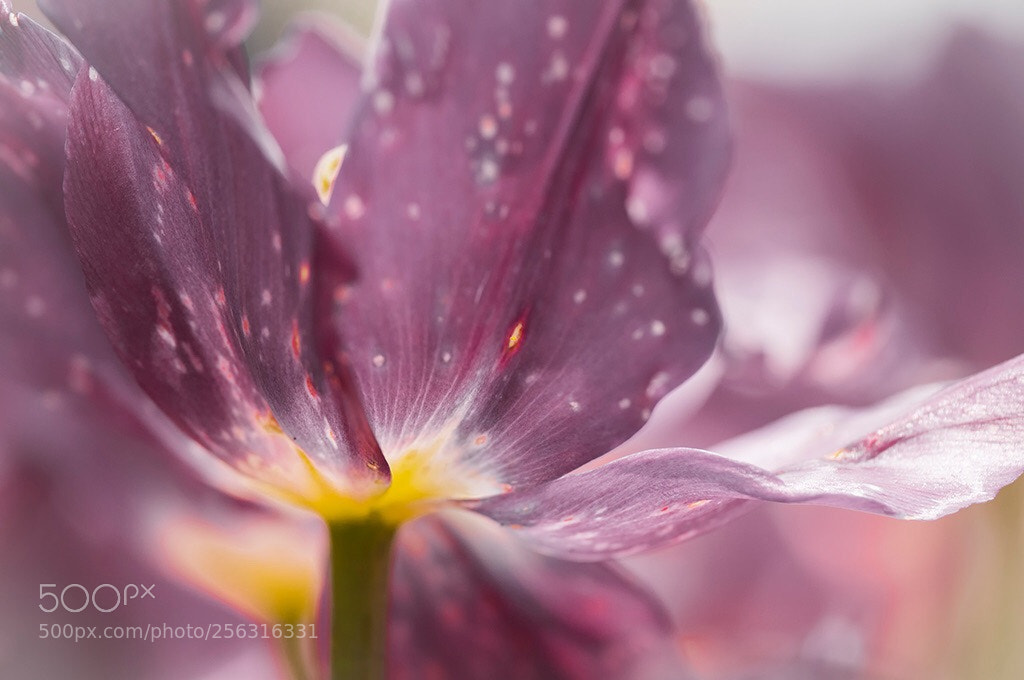 Nikon D300S sample photo. Tulip  photography