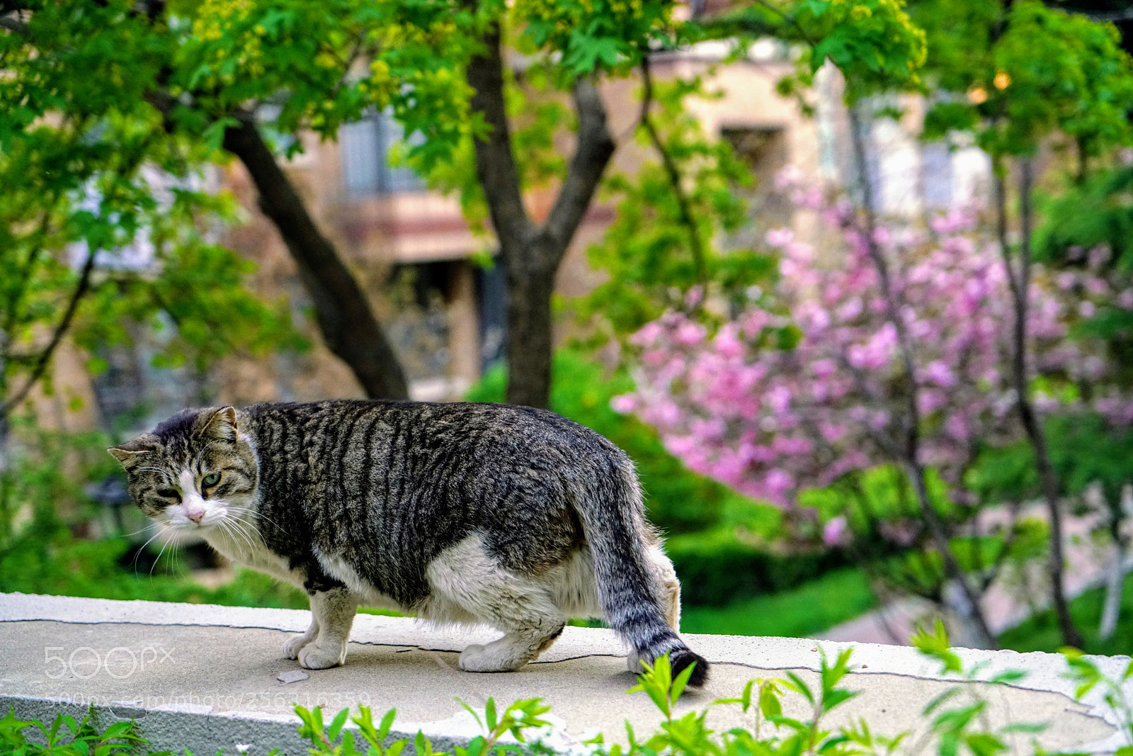 Sony a7R II sample photo. A cat on the photography