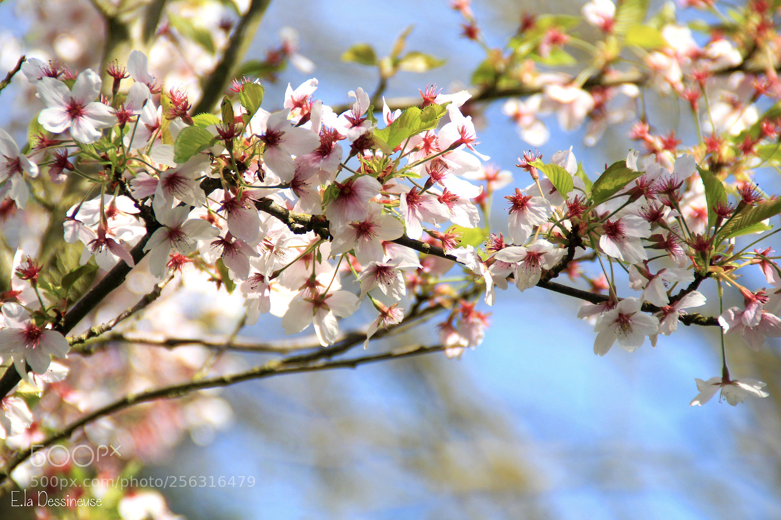 Canon EOS 700D (EOS Rebel T5i / EOS Kiss X7i) sample photo. Img photography