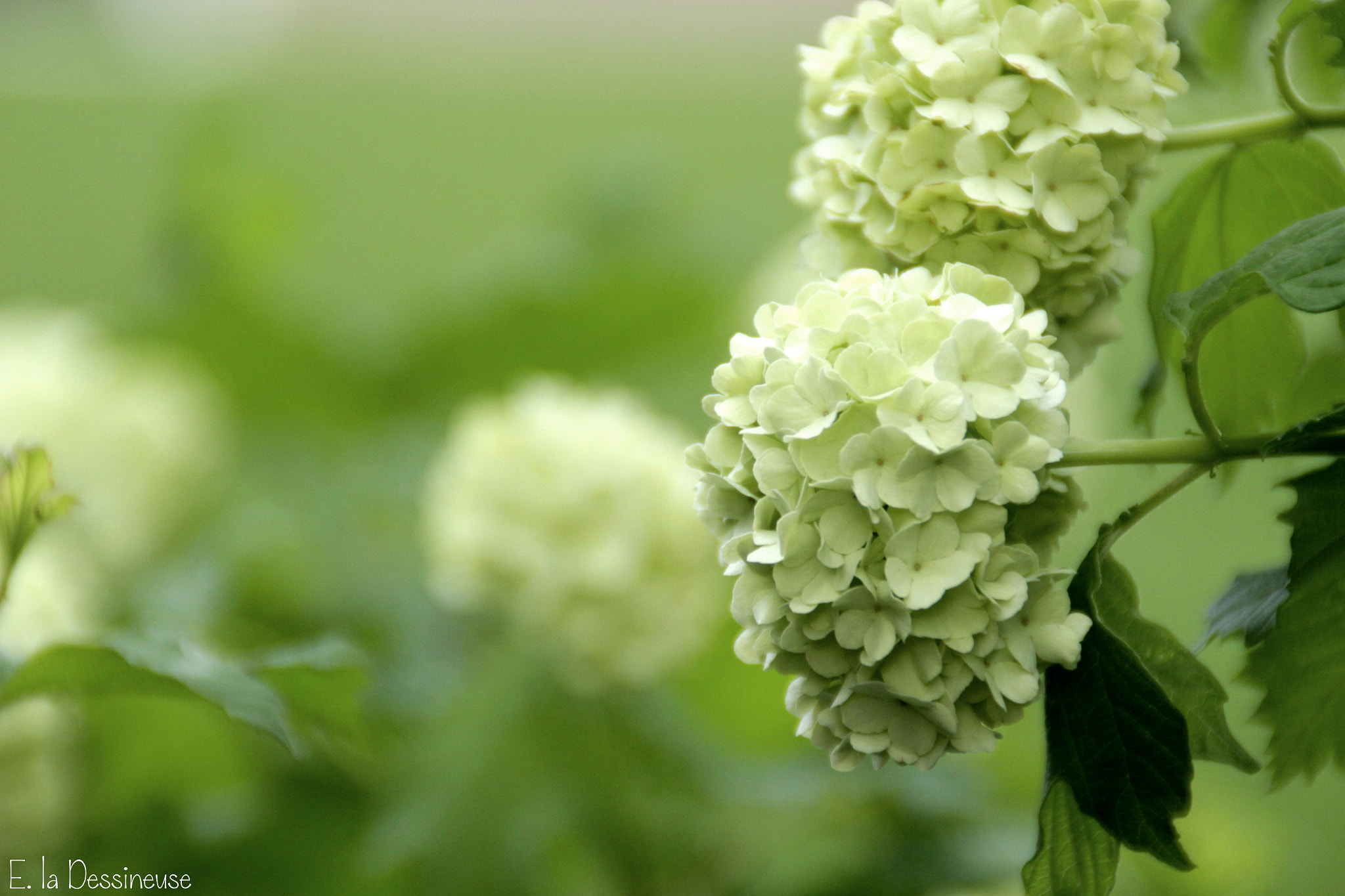 Canon EOS 700D (EOS Rebel T5i / EOS Kiss X7i) sample photo. Img photography