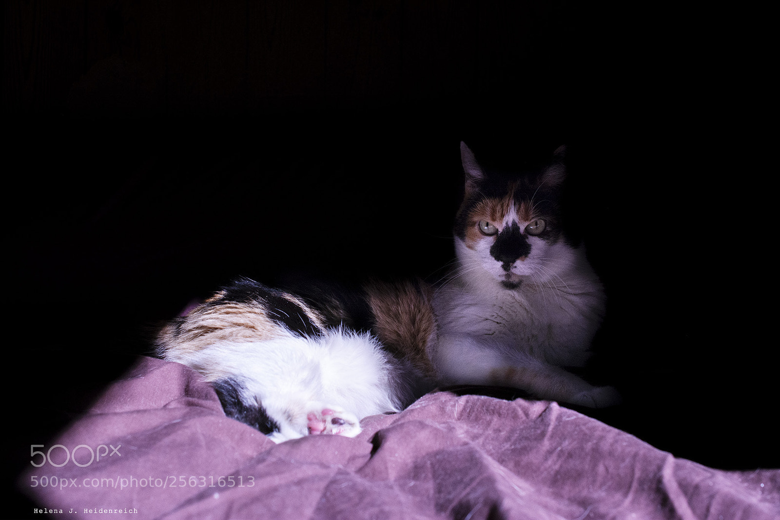 Nikon D5200 sample photo. Olivia photography