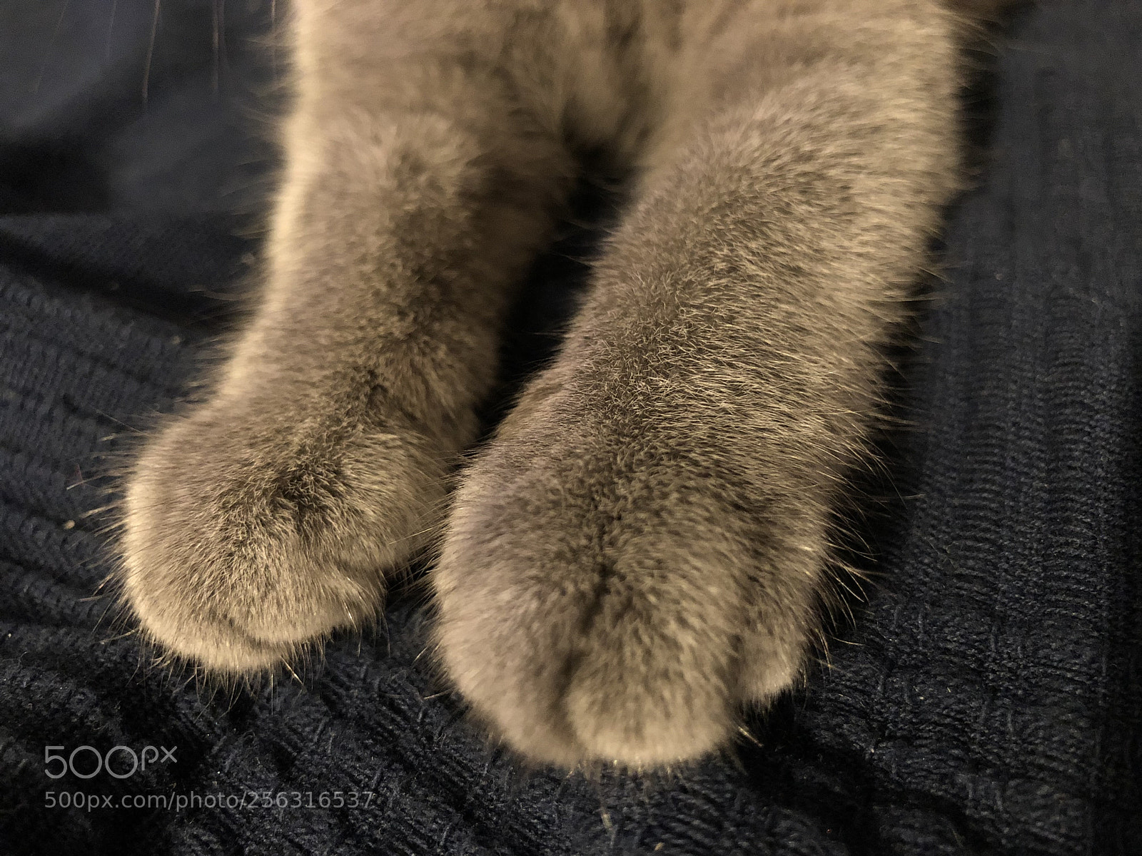 Apple iPhone 8 Plus sample photo. Fluffy cat photography