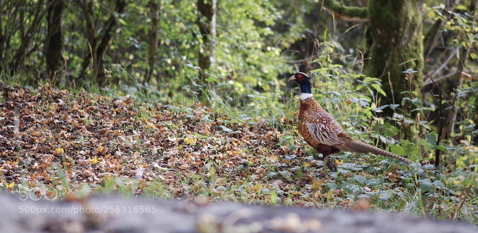 Nikon D80 sample photo. En balade photography