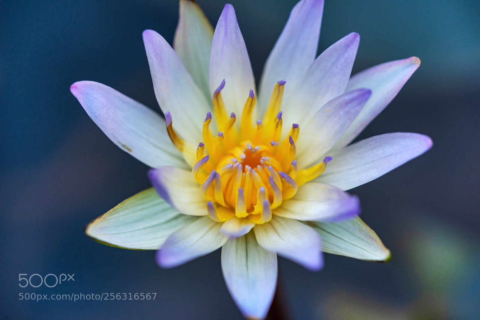 Nikon D610 sample photo. Cool blue dauben photography