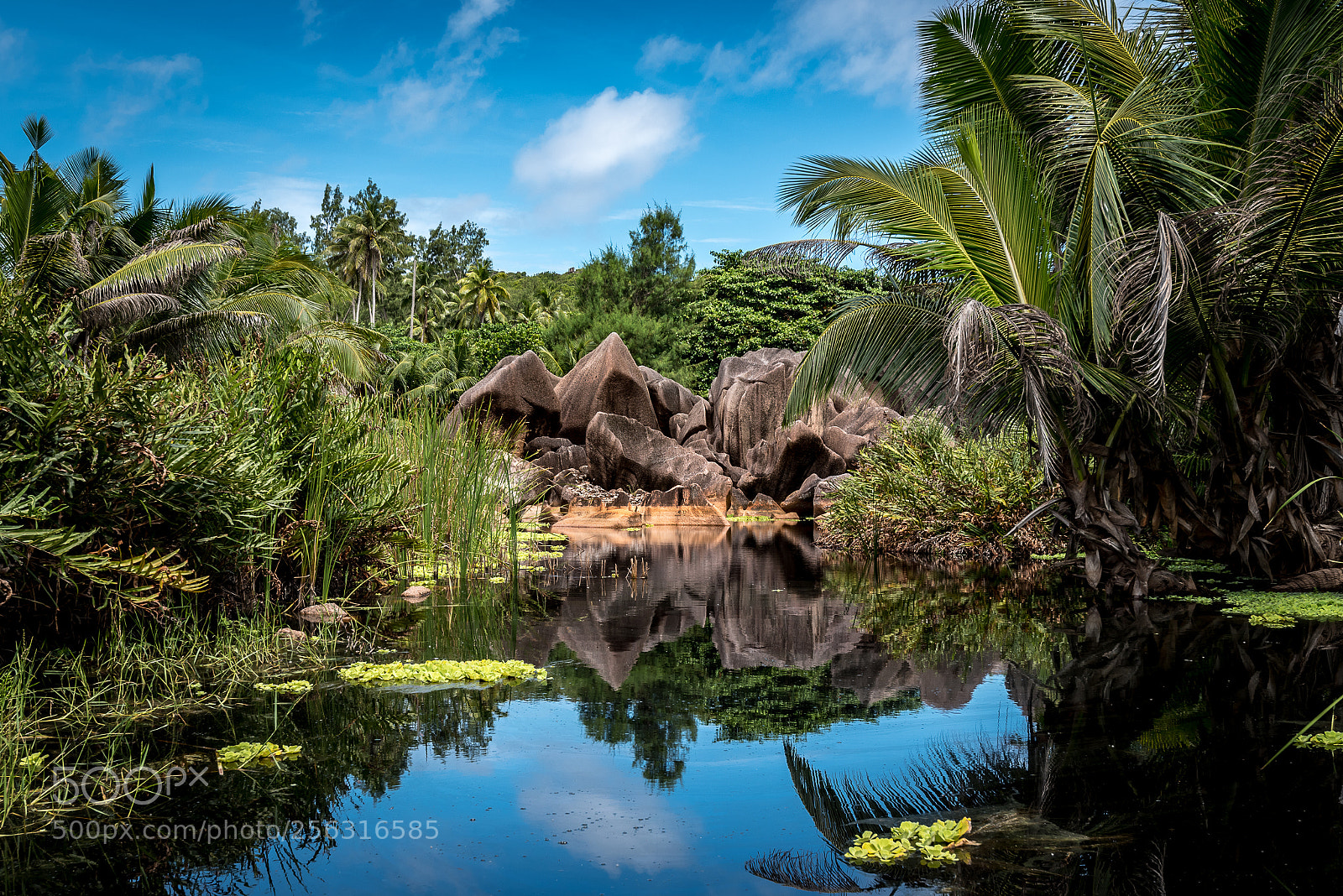 Nikon D750 sample photo. Pond photography