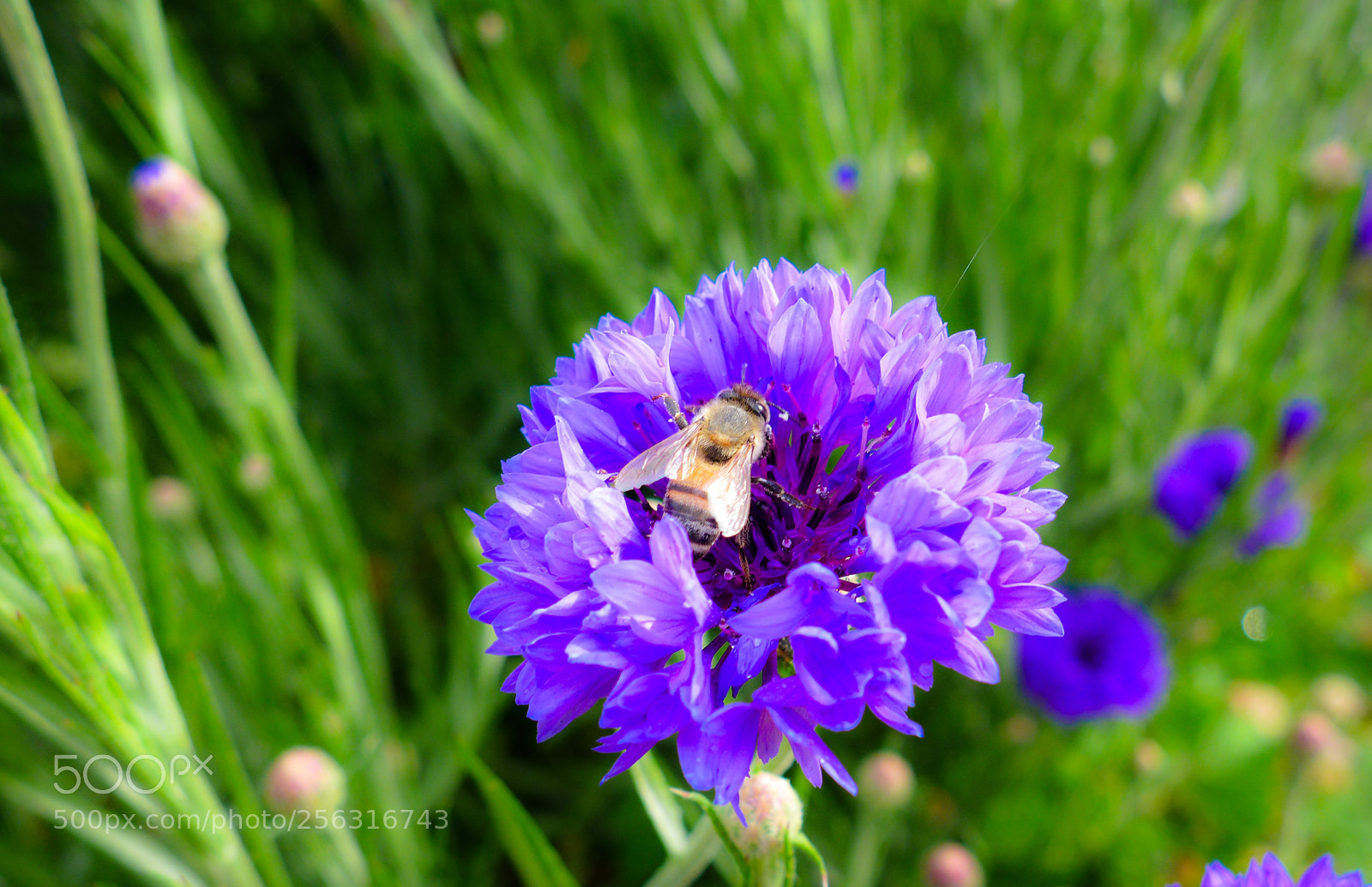 Panasonic Lumix DMC-LX7 sample photo. Glowing  bee photography