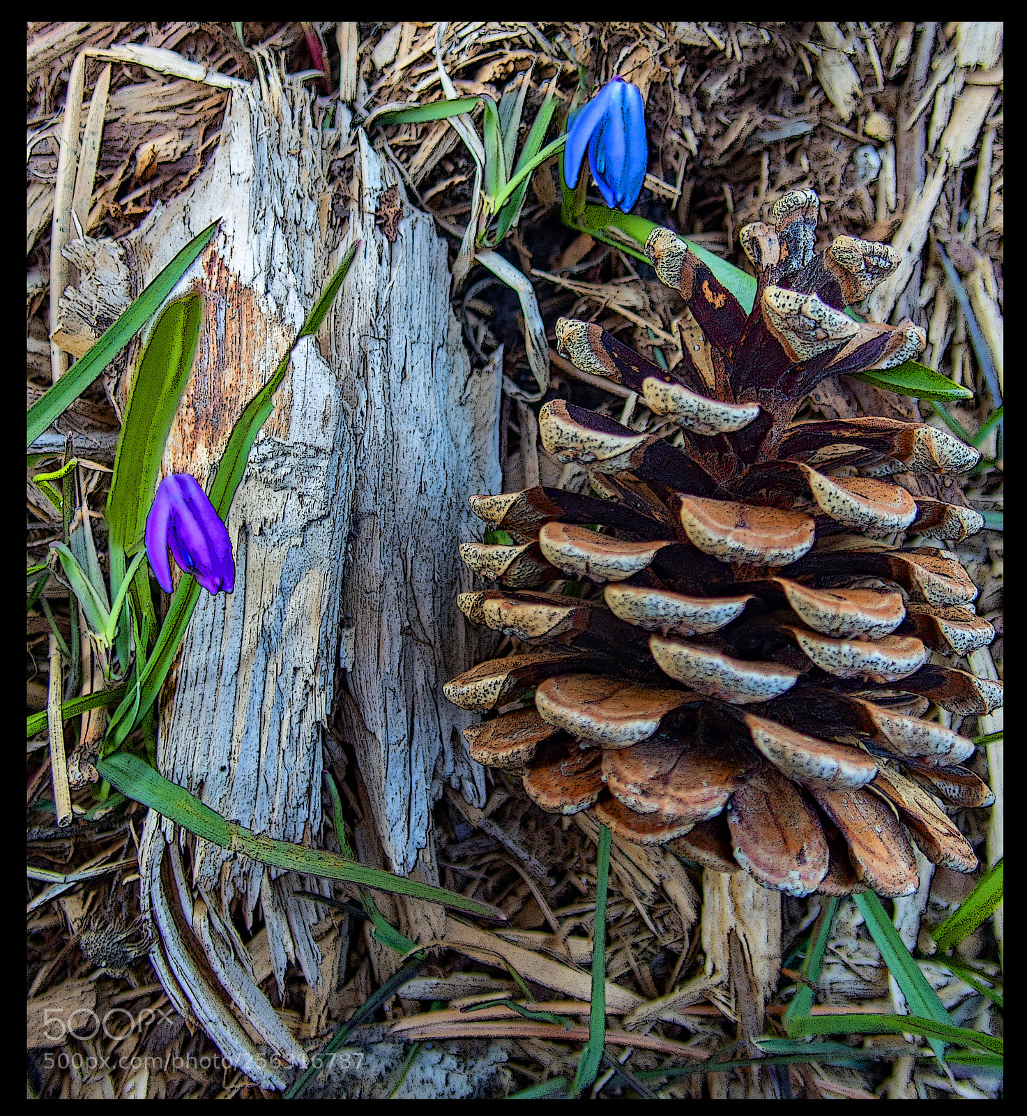 Olympus TG-5 sample photo. Life and death photography