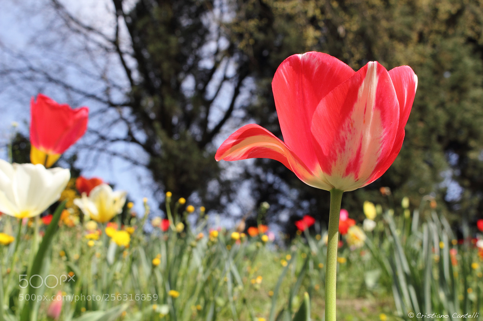 Canon EOS 550D (EOS Rebel T2i / EOS Kiss X4) sample photo. Tulip_#1 photography