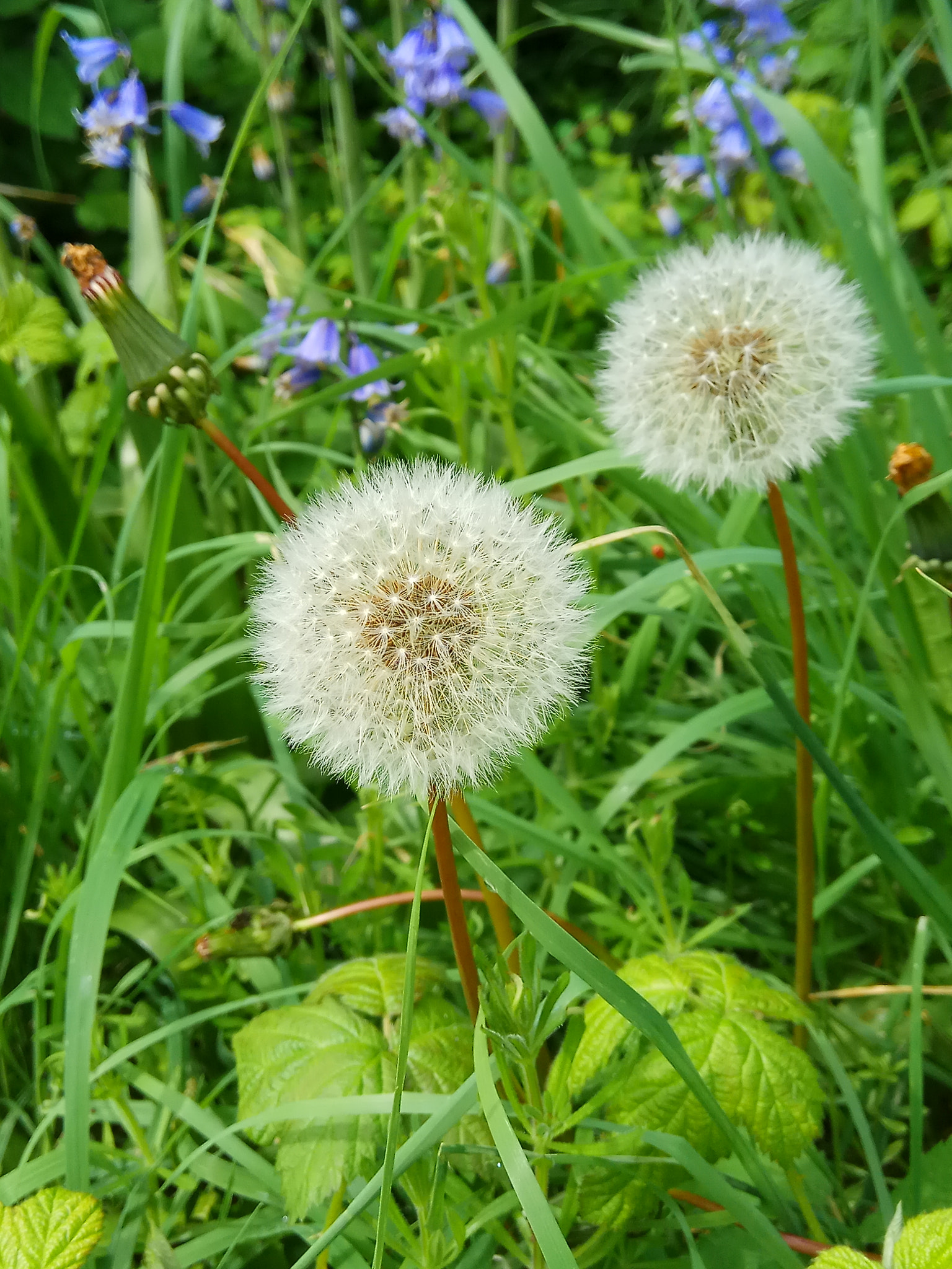 Xiaomi Redmi Note 4X sample photo. Flower photography