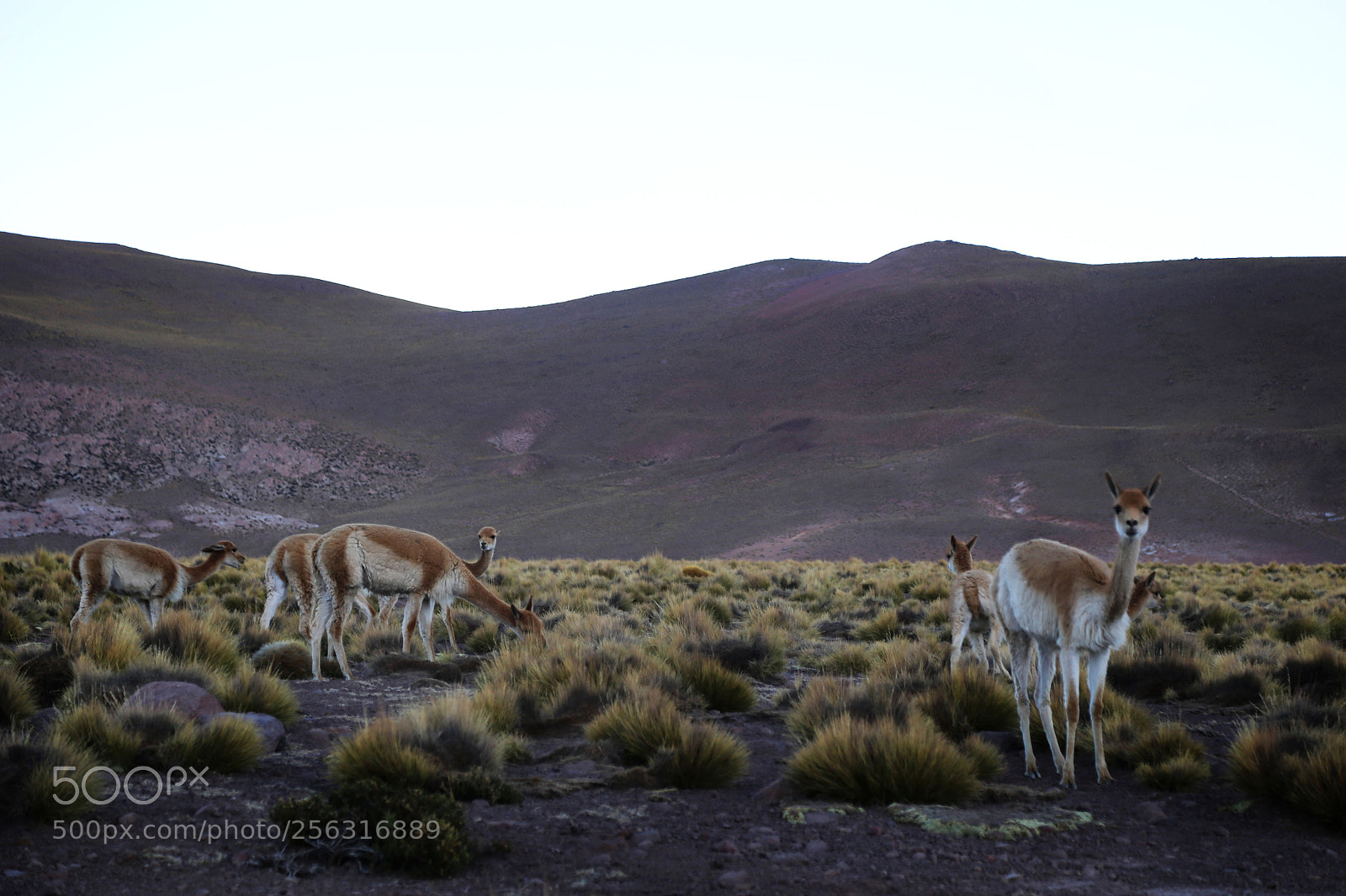 Canon EOS 6D sample photo. San pedro de atacama photography