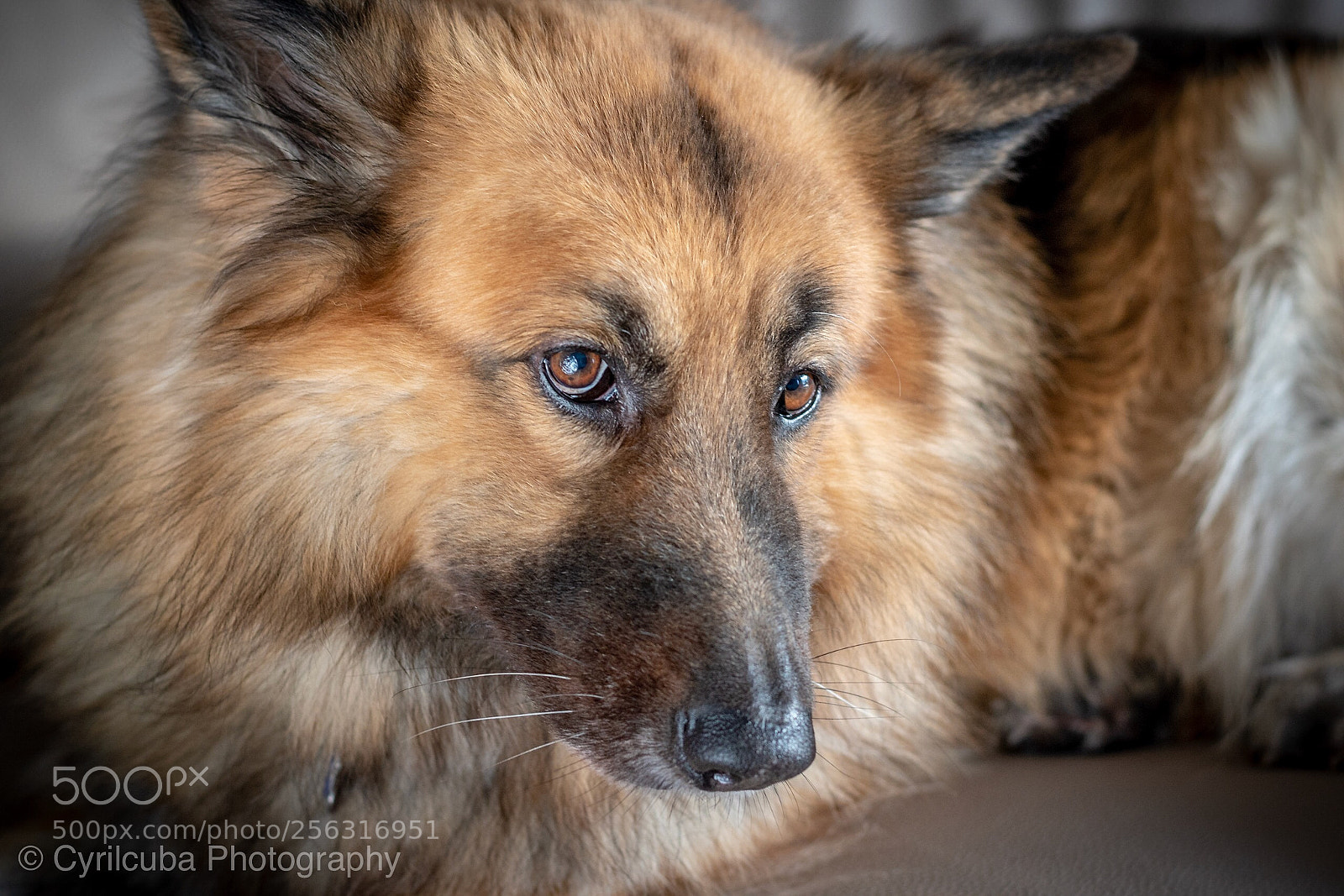 Nikon D5500 sample photo. Pet portrait  photography