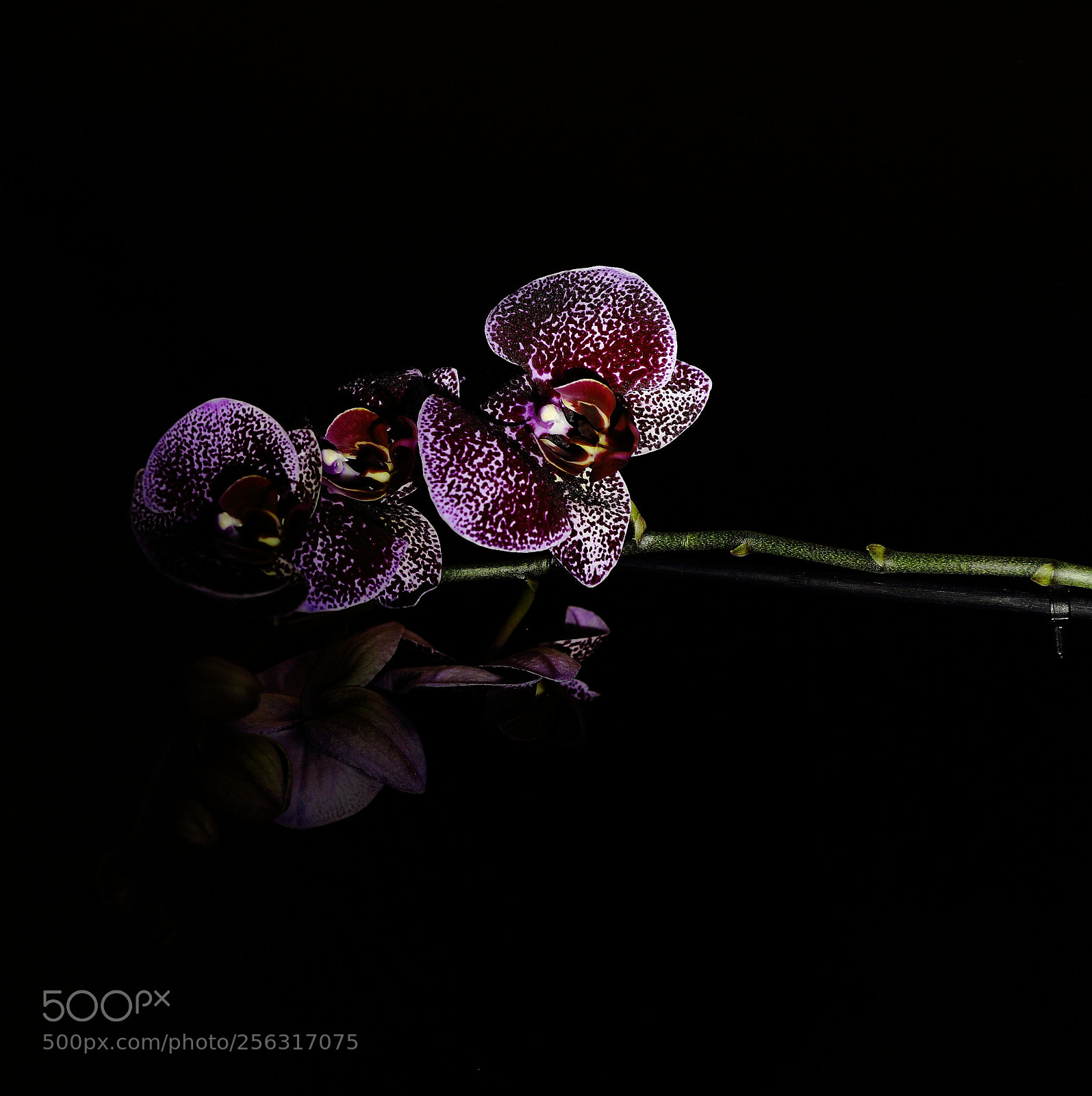 Canon EF 85mm F1.8 USM sample photo. Orchids in the dark photography