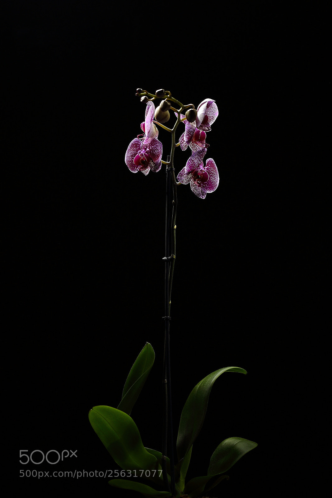 Canon EF 85mm F1.8 USM sample photo. Orchids in the dark photography