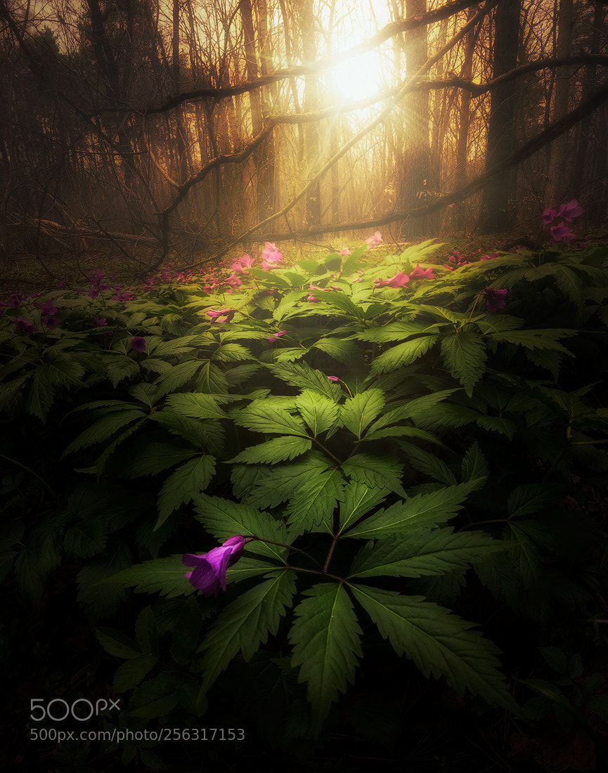 Nikon D610 sample photo. Mystic wood photography