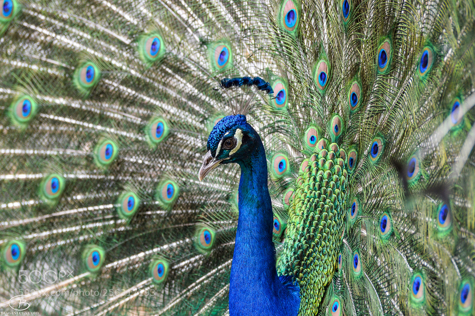 Nikon D3200 sample photo. L'eleganza del pavone photography