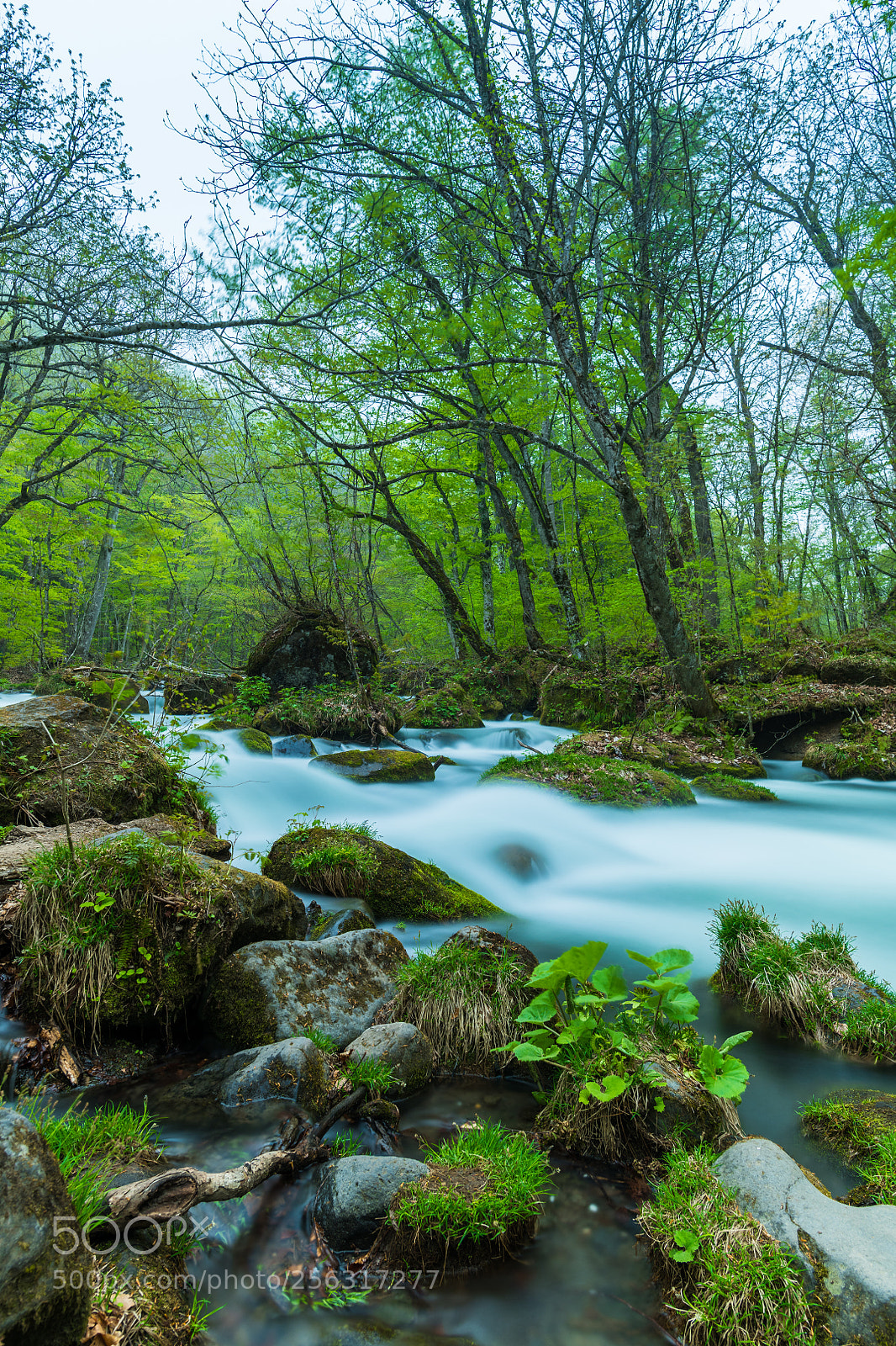 Nikon D850 sample photo. Oirase gorge photography