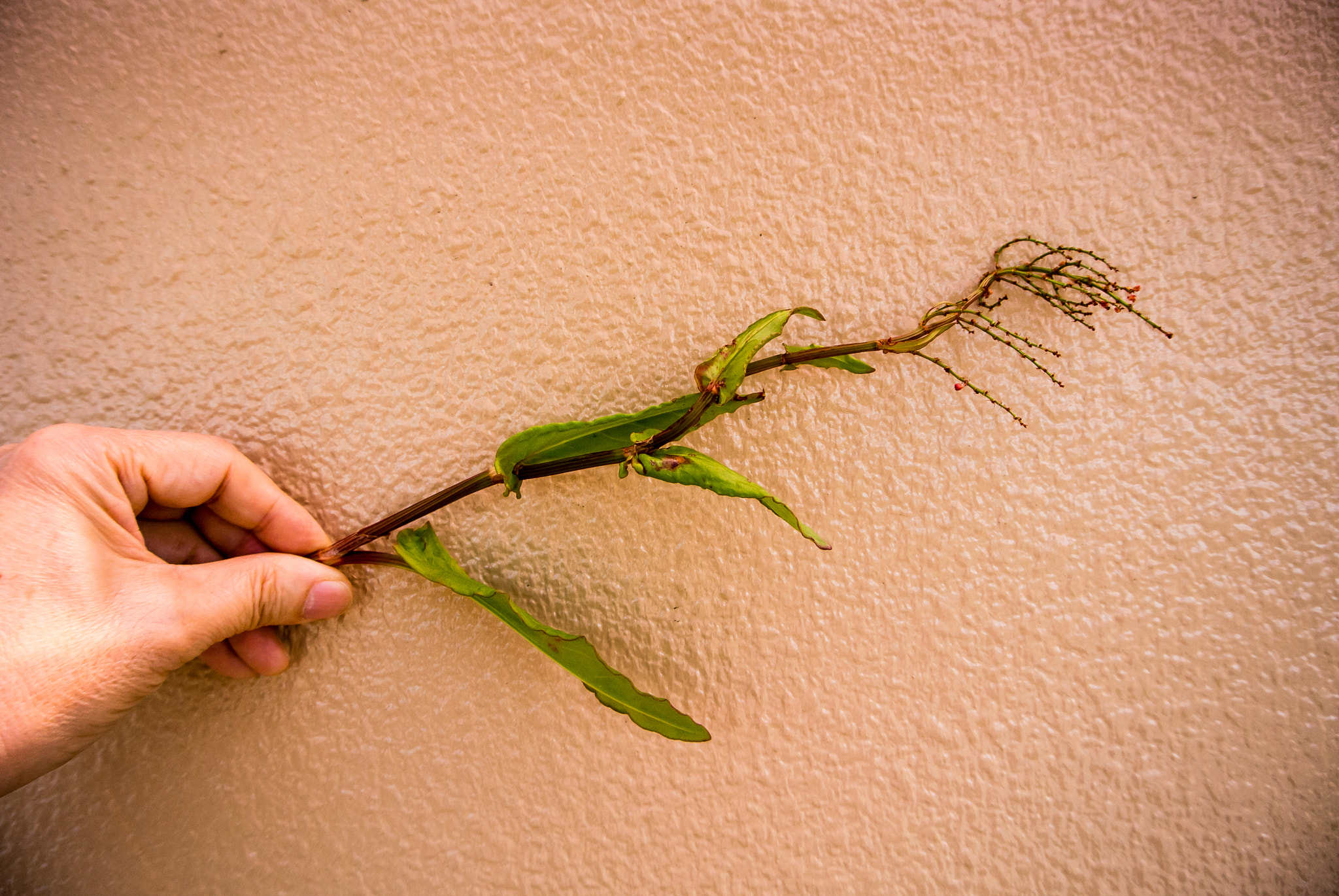 Nikon 1 V1 sample photo. Garden plants photography