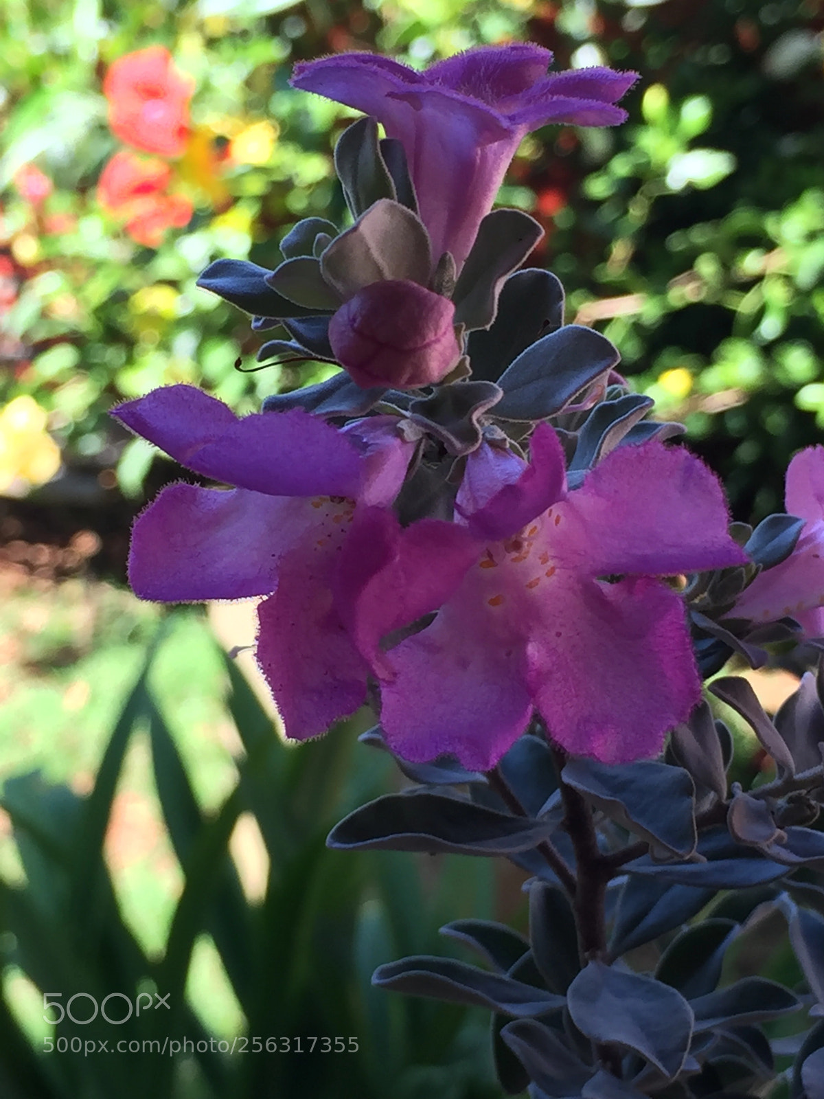 Apple iPhone 6 sample photo. Flor photography