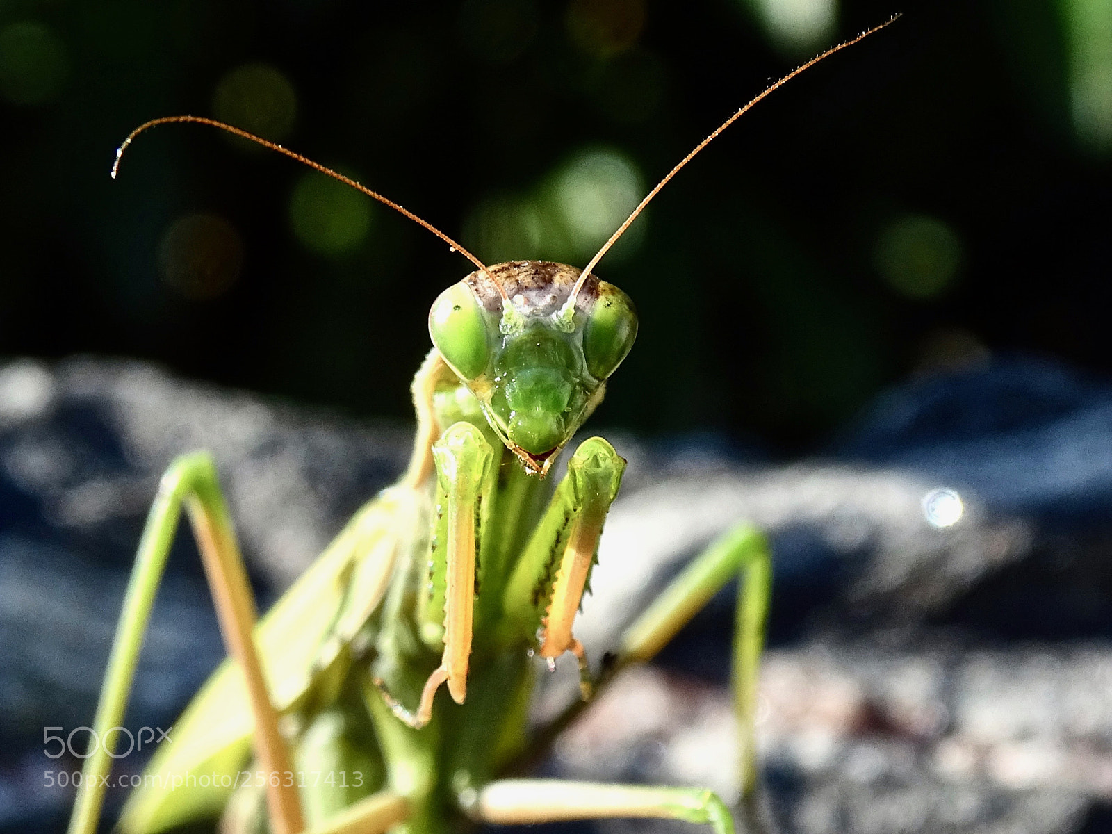 Sony Cyber-shot DSC-HX400V sample photo. Ready for the fight photography