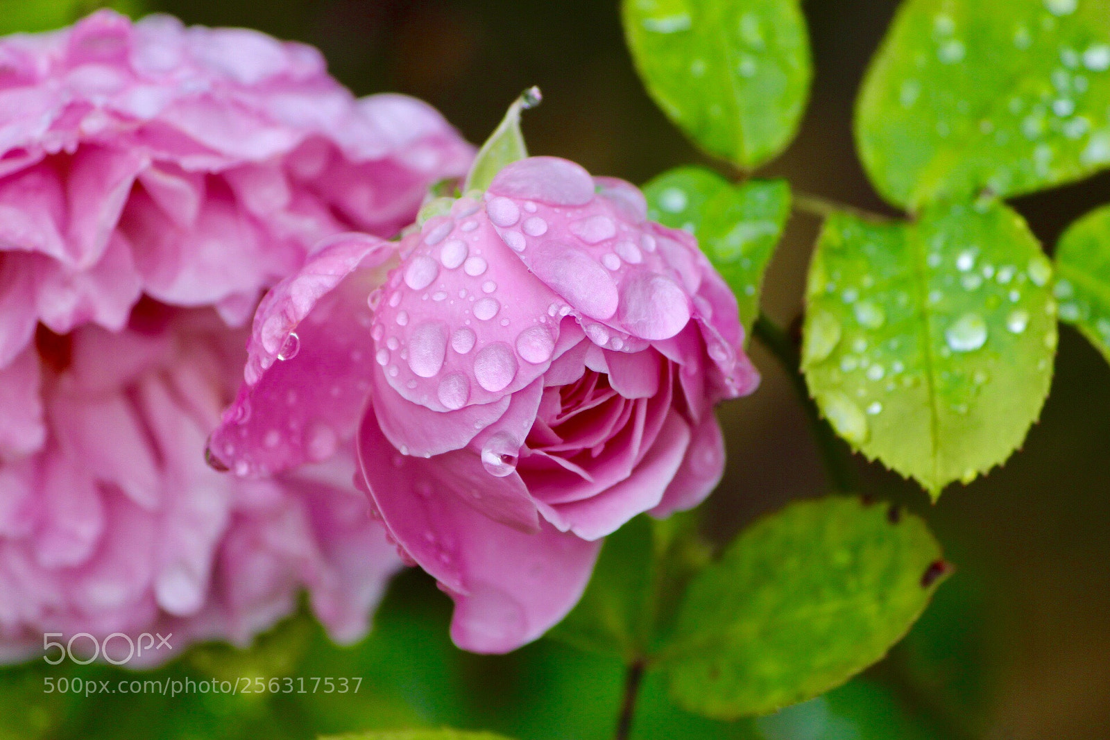 Canon EOS 700D (EOS Rebel T5i / EOS Kiss X7i) sample photo. Autumn rose  photography