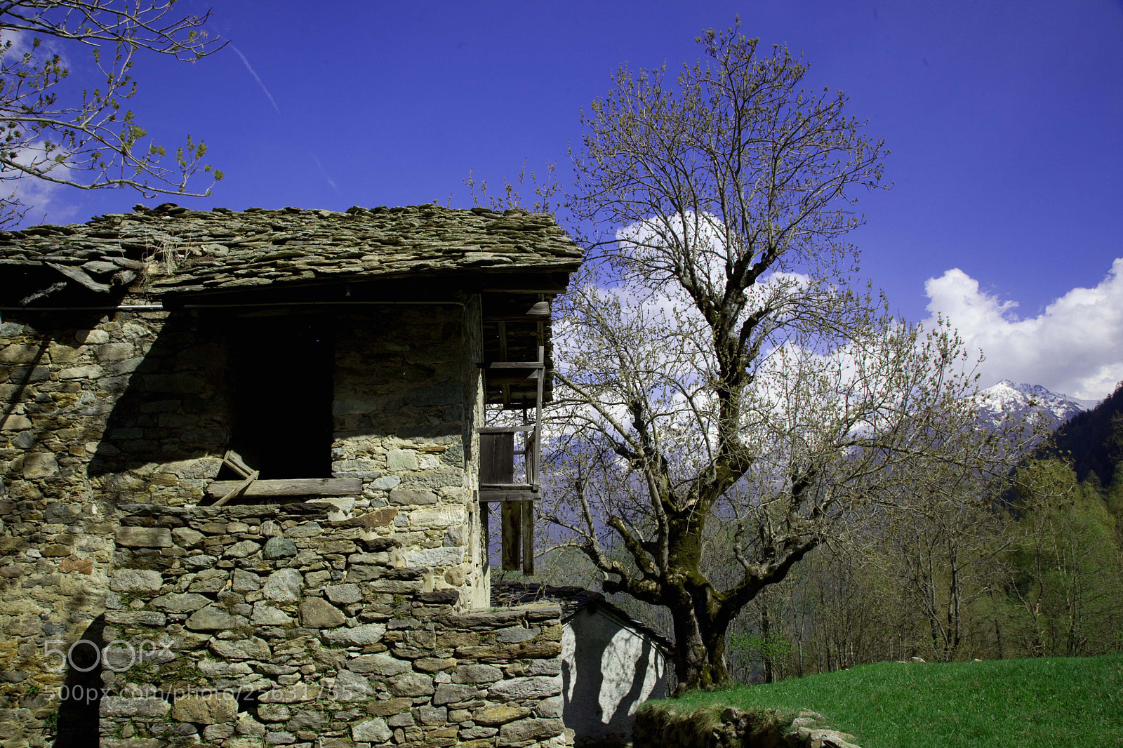 Canon EOS 5D Mark II sample photo. Monumental years old tree photography