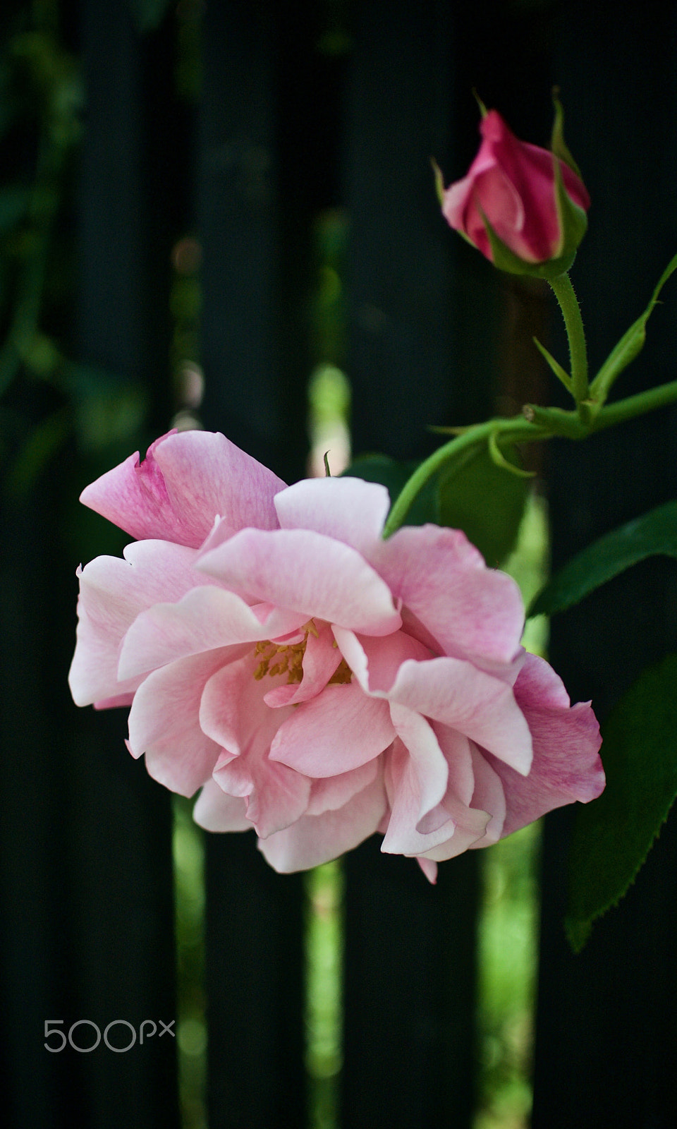 Nikon 1 J2 sample photo. Climbing rose photography