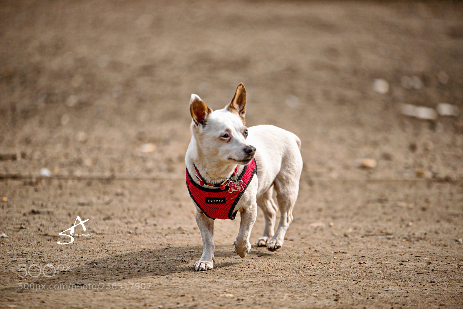 Nikon D800 sample photo. Untitled photography