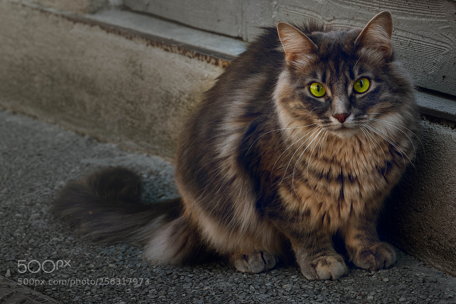 Canon EOS 70D sample photo. Défense d'approcher photography