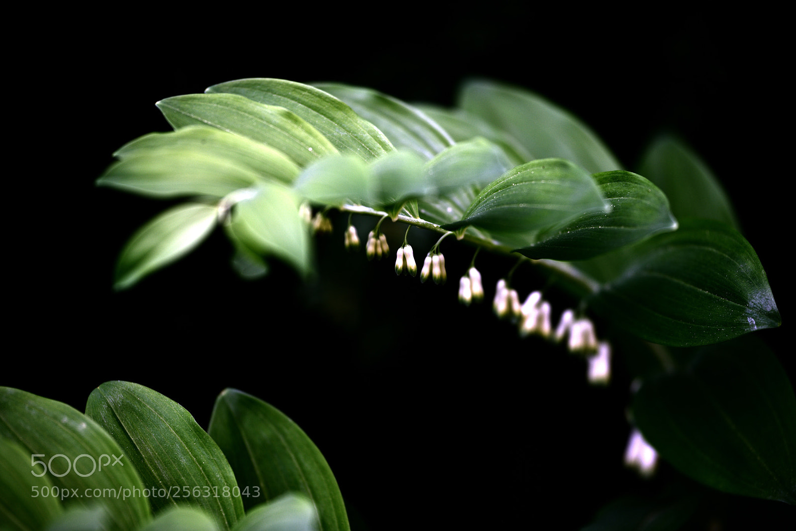 Nikon D850 sample photo. Wald_2 photography