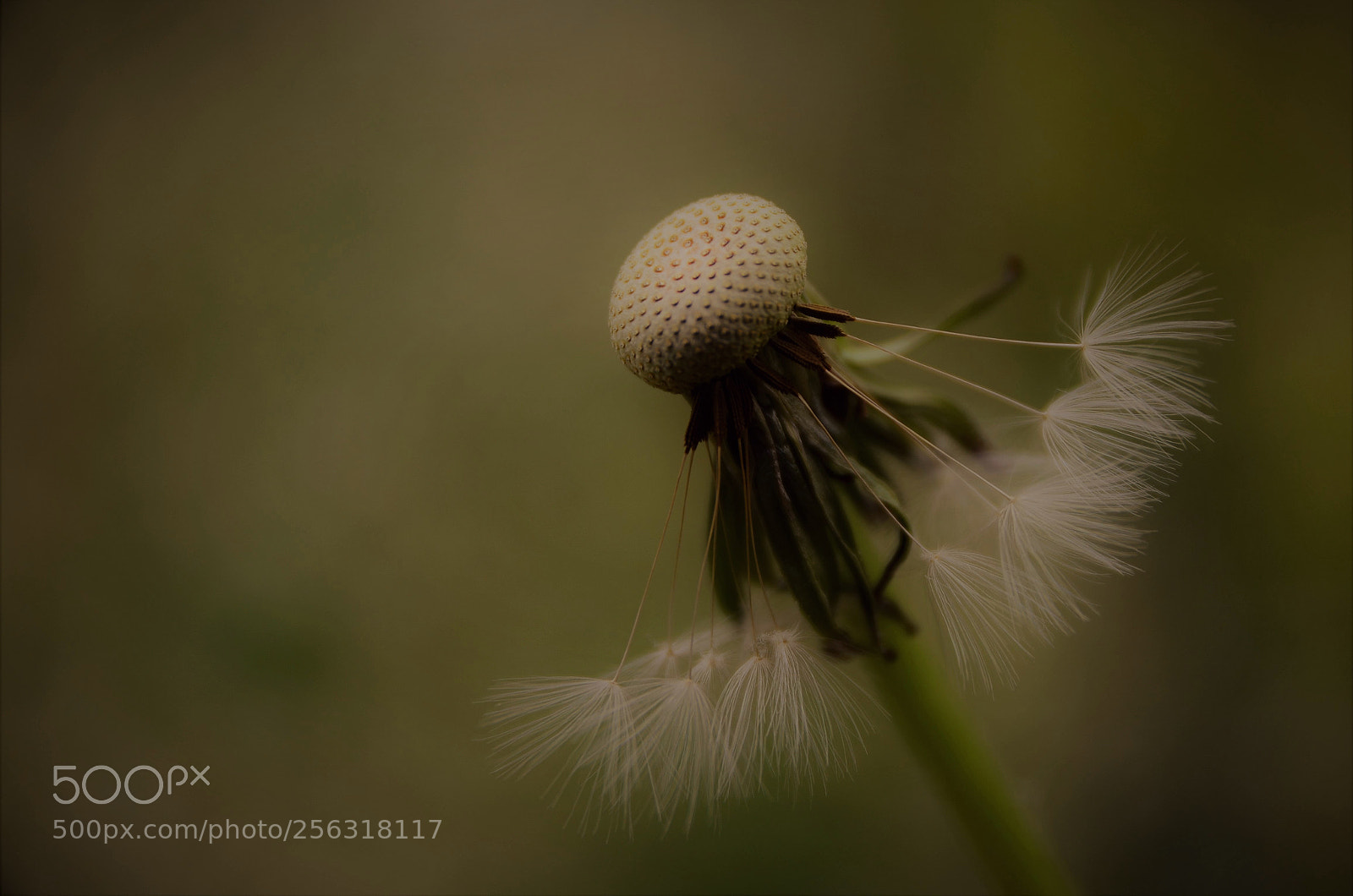Nikon D5100 sample photo. "naked" dandelion photography