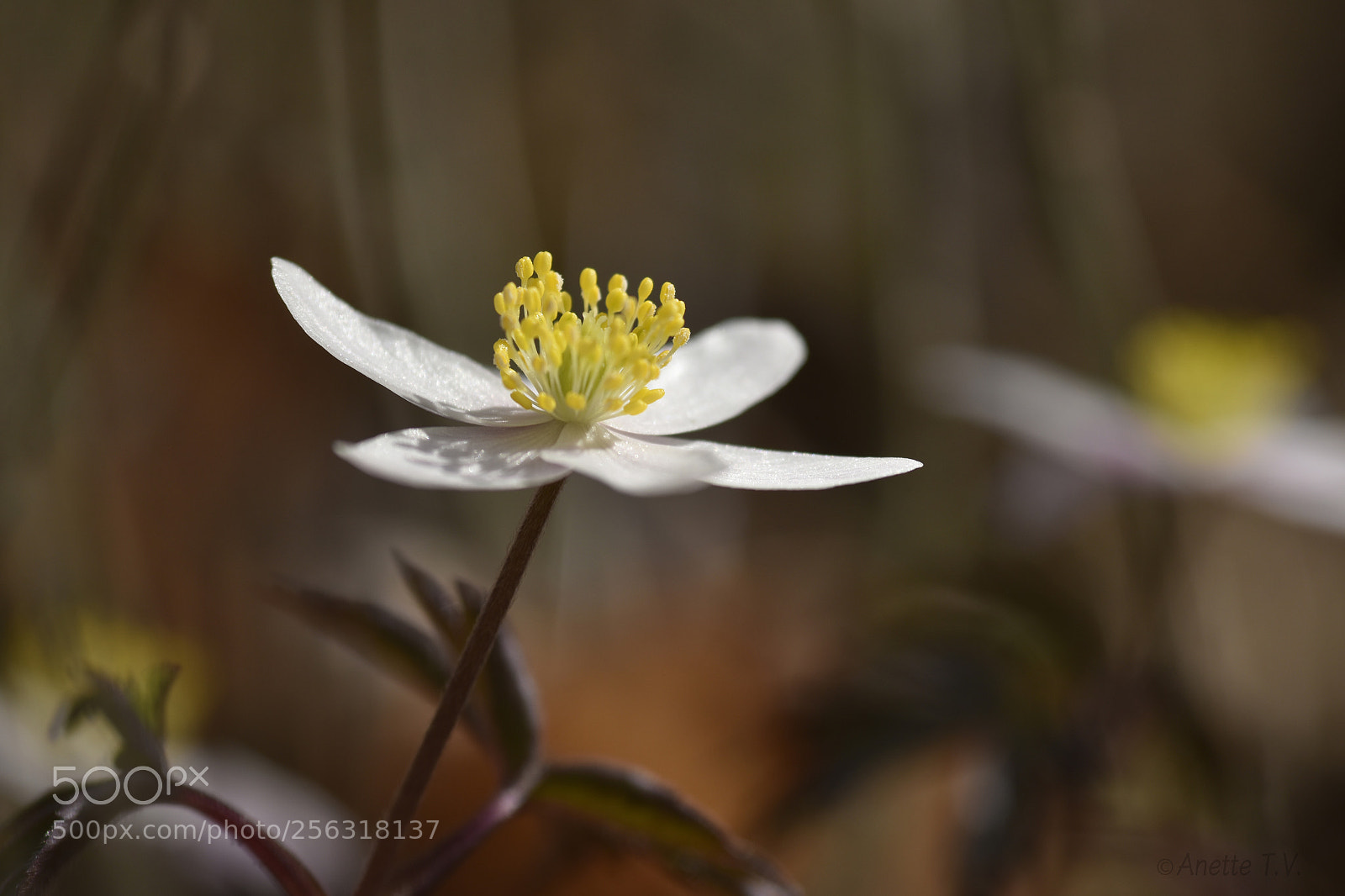 Nikon D5500 sample photo. Wood anemone . photography