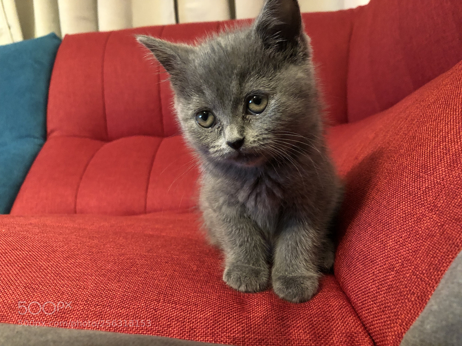 Apple iPhone 8 Plus sample photo. These eyes photography
