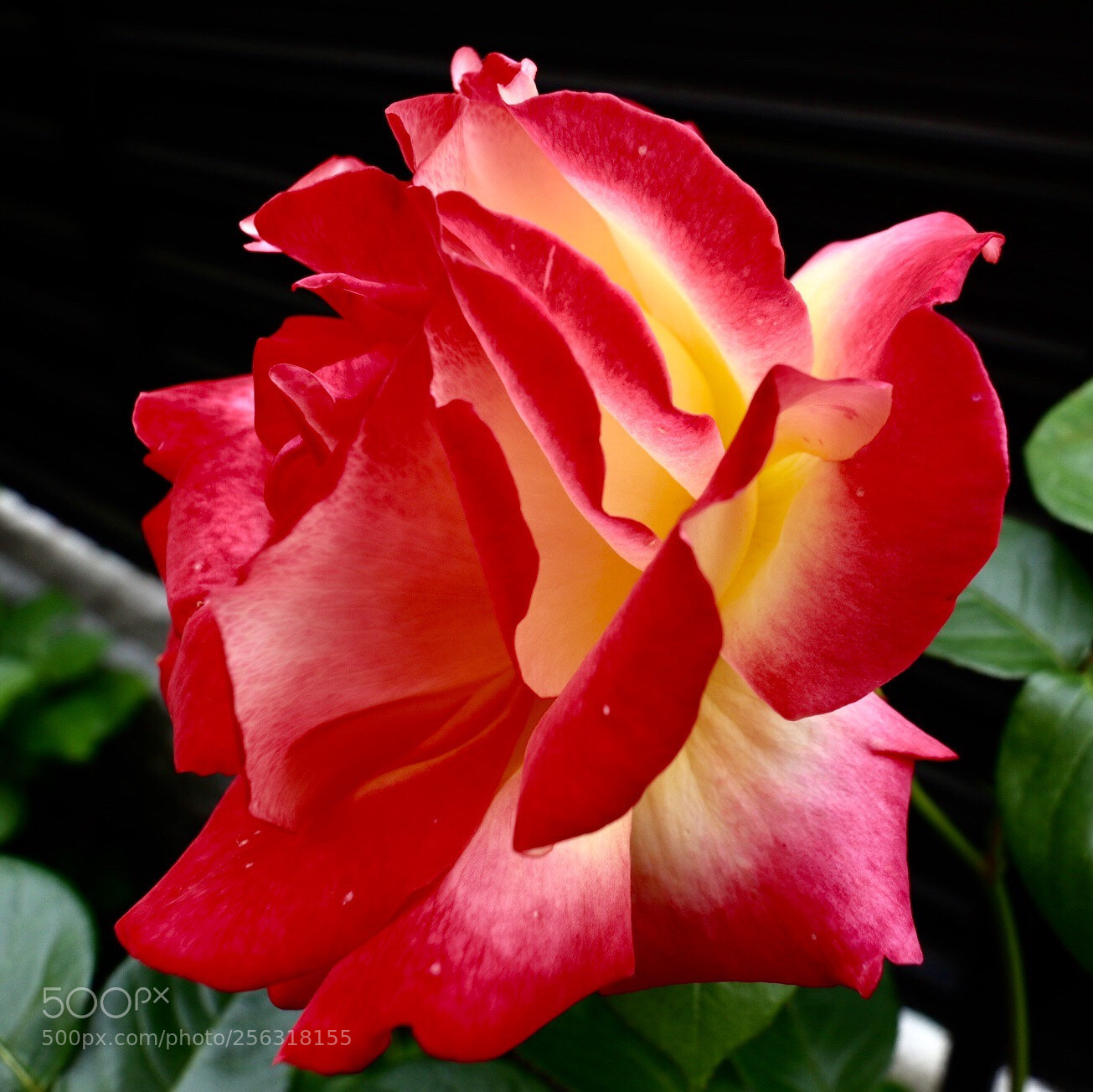 Canon EOS M5 sample photo. Rose photography