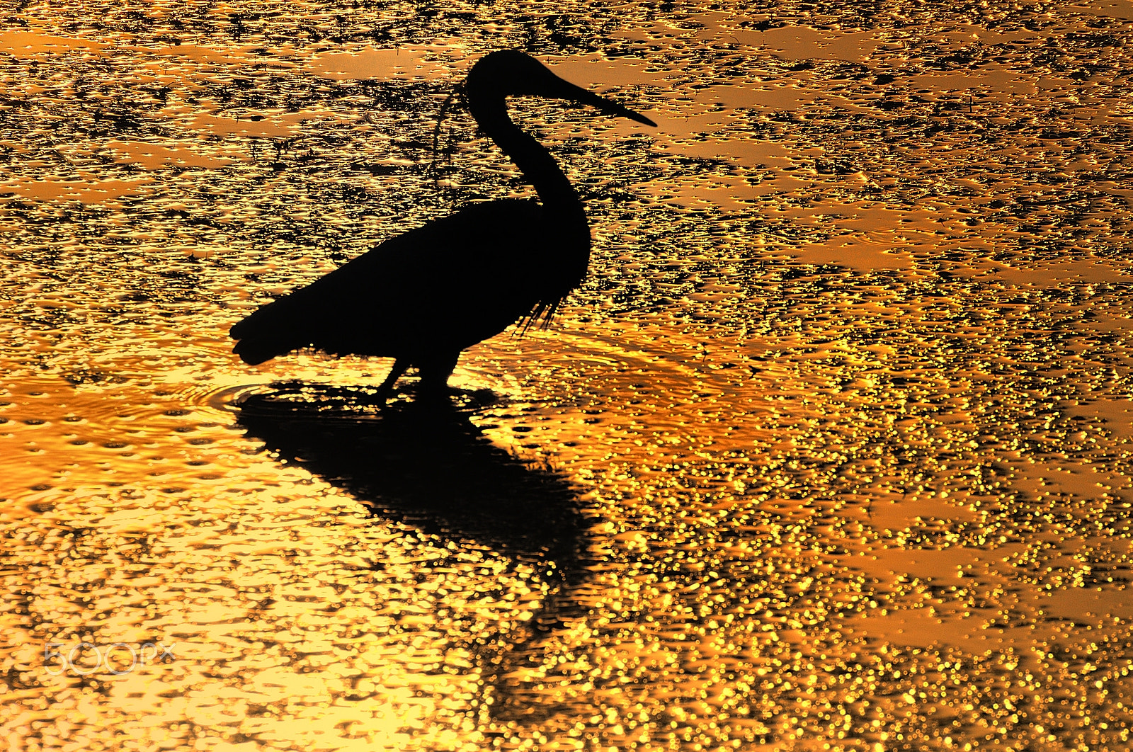 Nikon D90 sample photo. The guardian of the golden lagoon photography