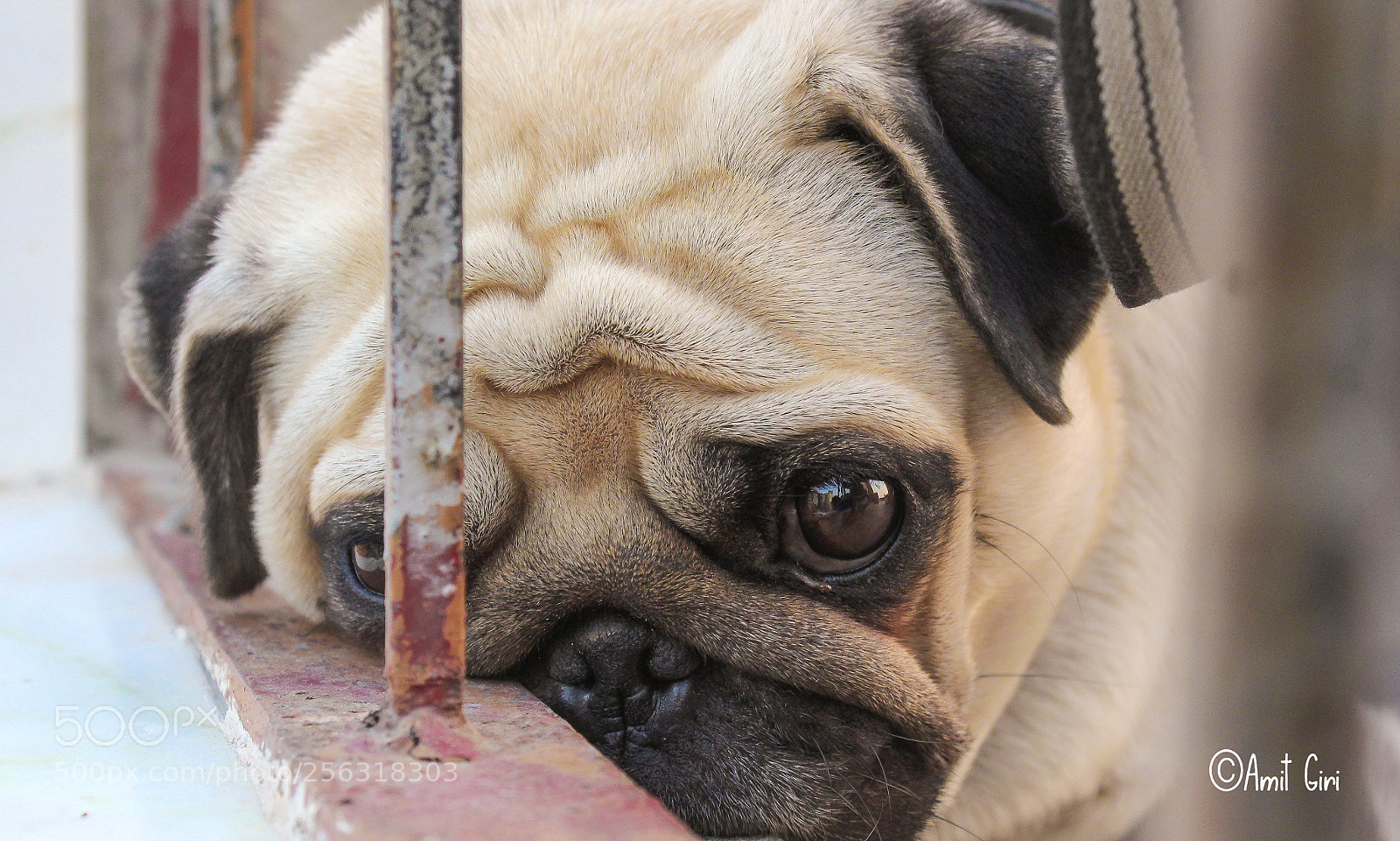 Canon EOS 1300D (EOS Rebel T6 / EOS Kiss X80) sample photo. Pug life photography