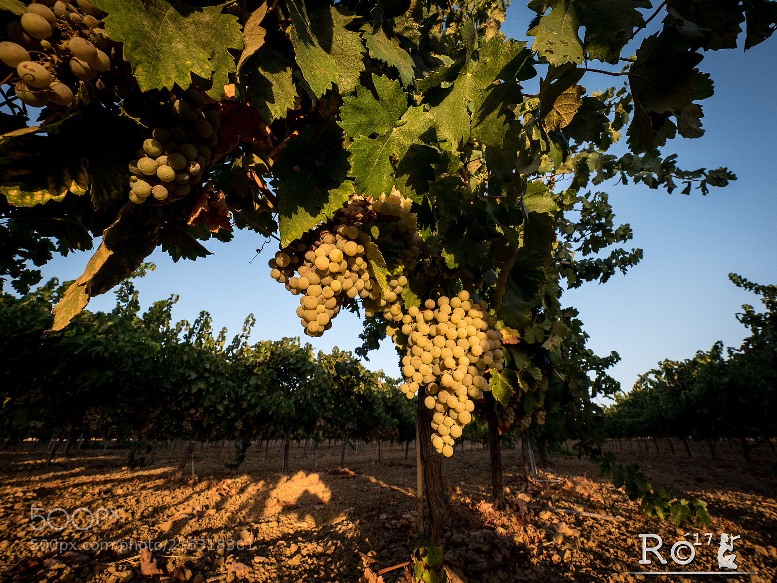 Panasonic Lumix DMC-GH4 sample photo. Vi as vino del photography