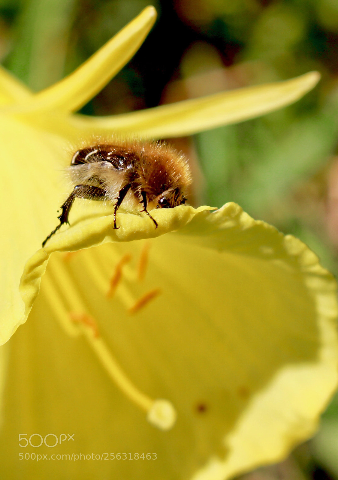 Canon EOS 100D (EOS Rebel SL1 / EOS Kiss X7) sample photo. Tropinota hirta on yellow photography