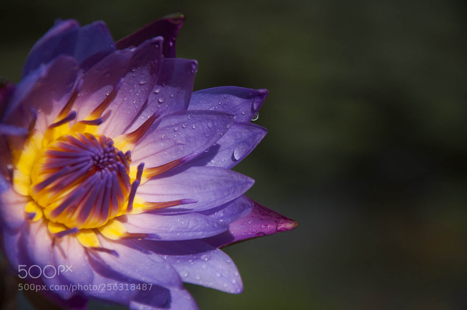Nikon D90 sample photo. Water lily photography