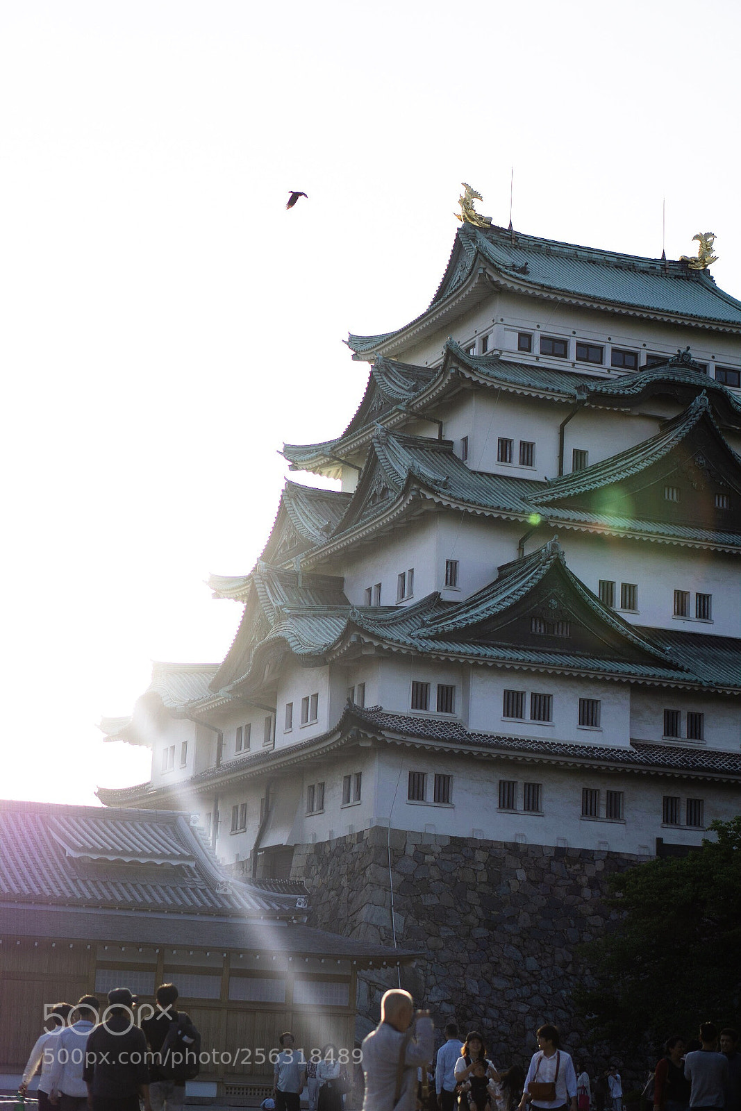 Sony a6000 sample photo. Focus→japan  photography