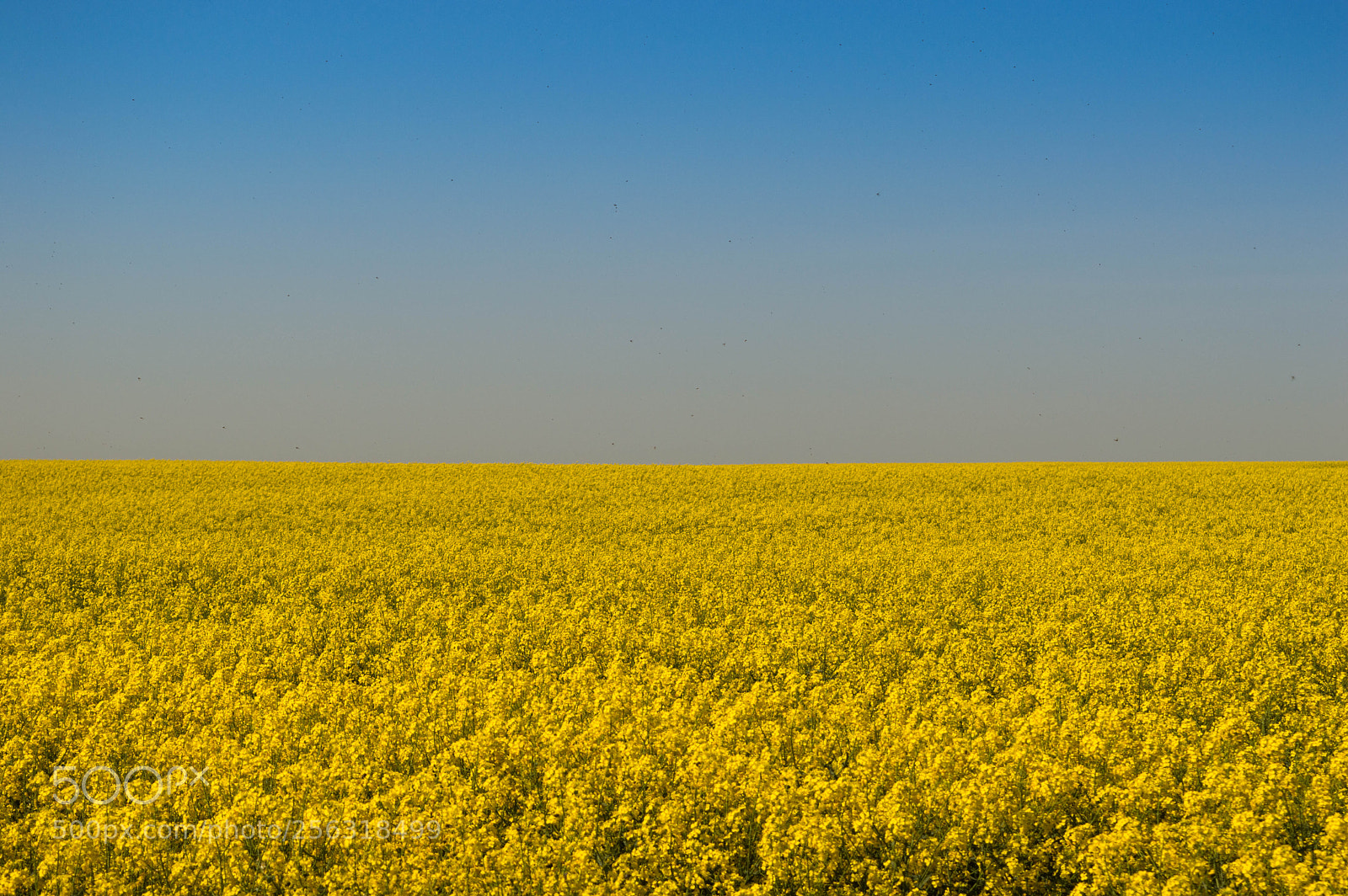 Nikon D3200 sample photo. Blue and yellow photography