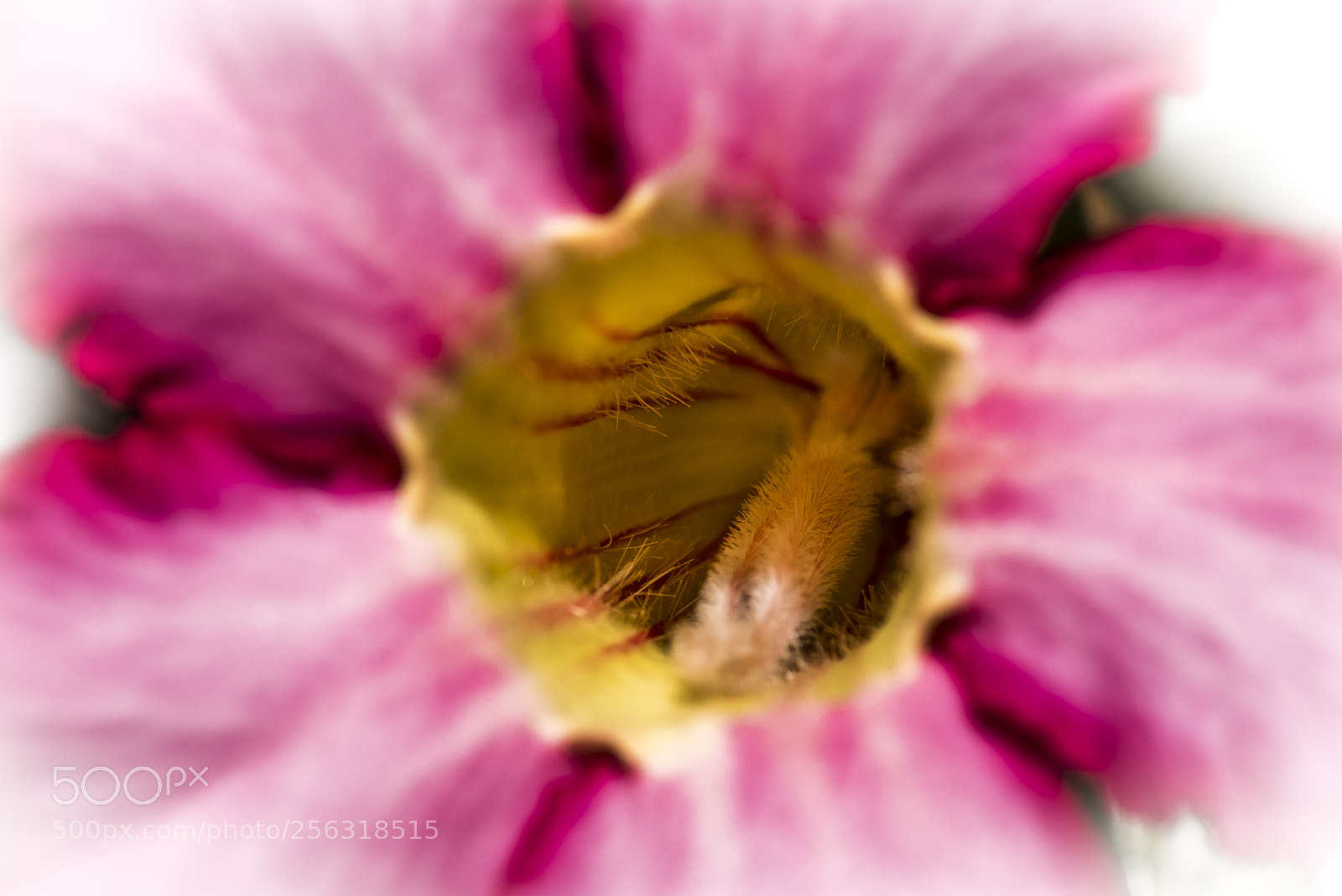 Nikon D750 sample photo. Red adenium - desert photography