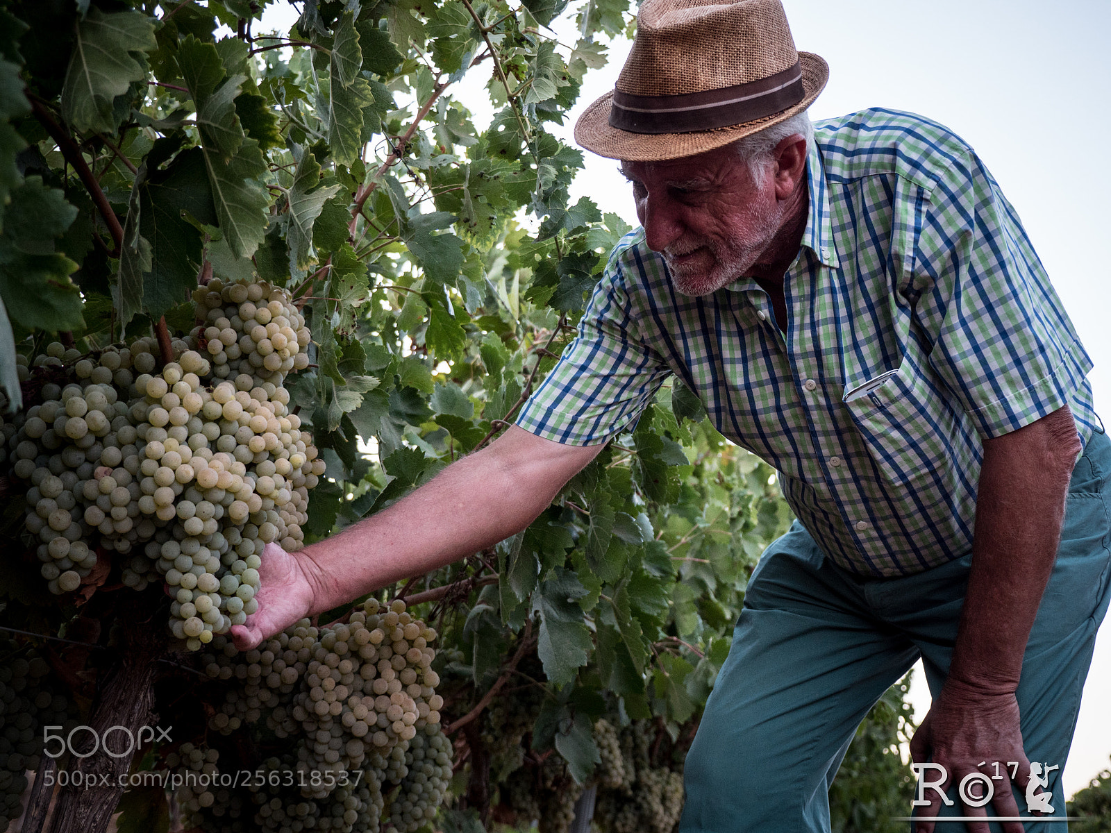Panasonic Lumix DMC-GH4 sample photo. Vi as vino del photography