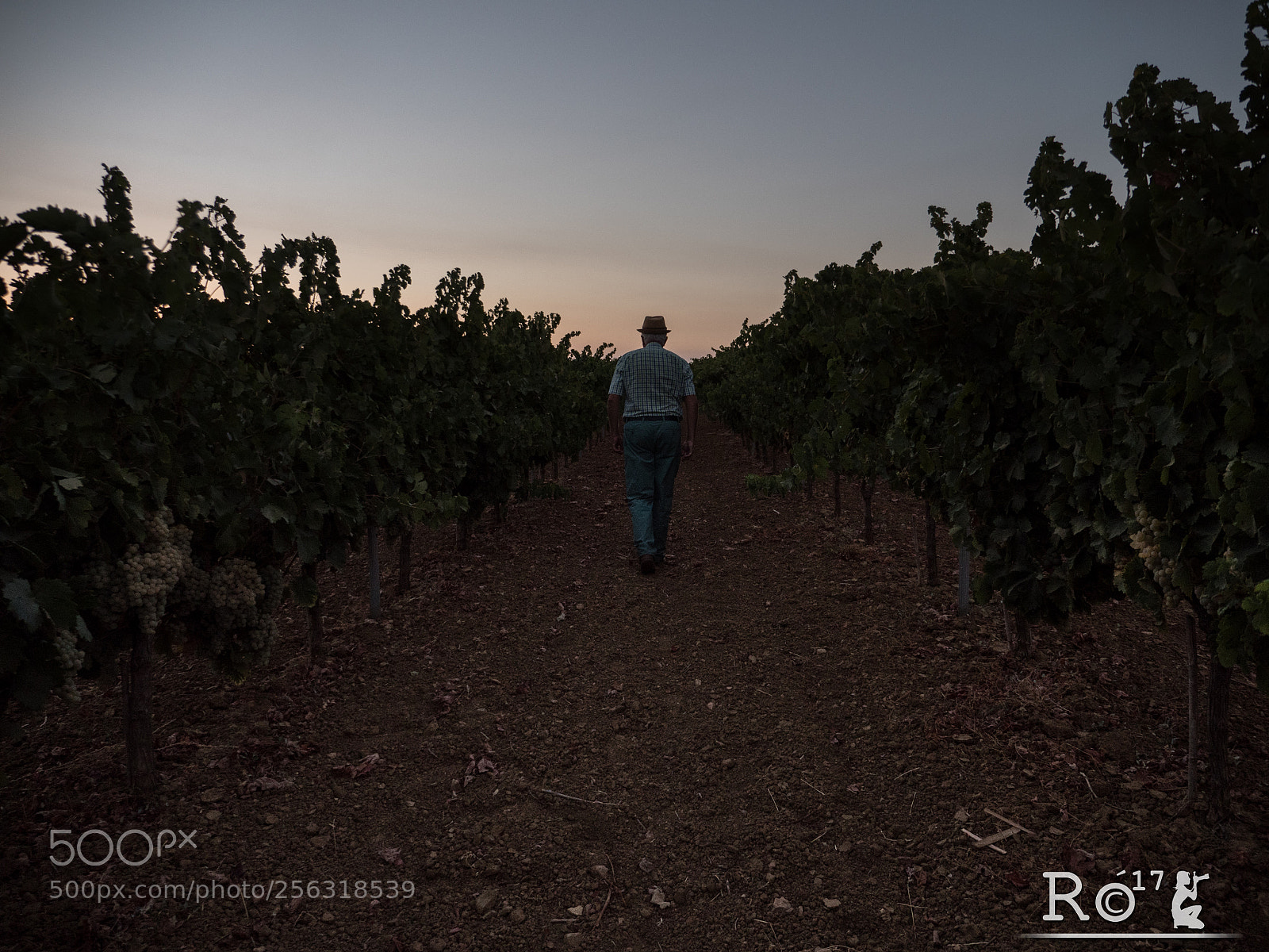 Panasonic Lumix DMC-GH4 sample photo. Vi as vino del photography