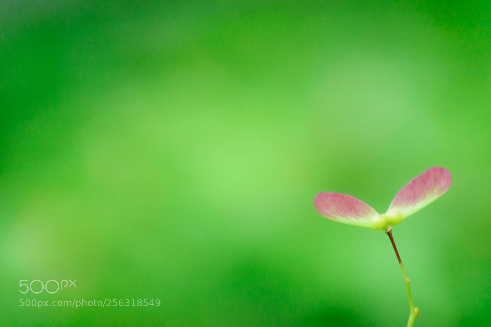 Nikon D5200 sample photo. New born photography