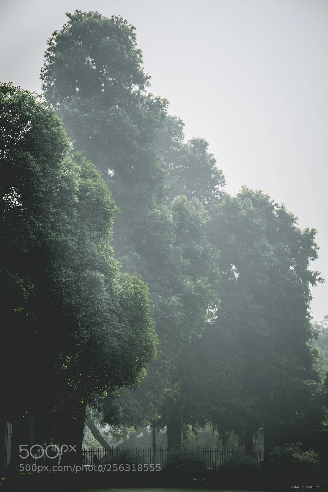 Nikon D7100 sample photo. Trees photography