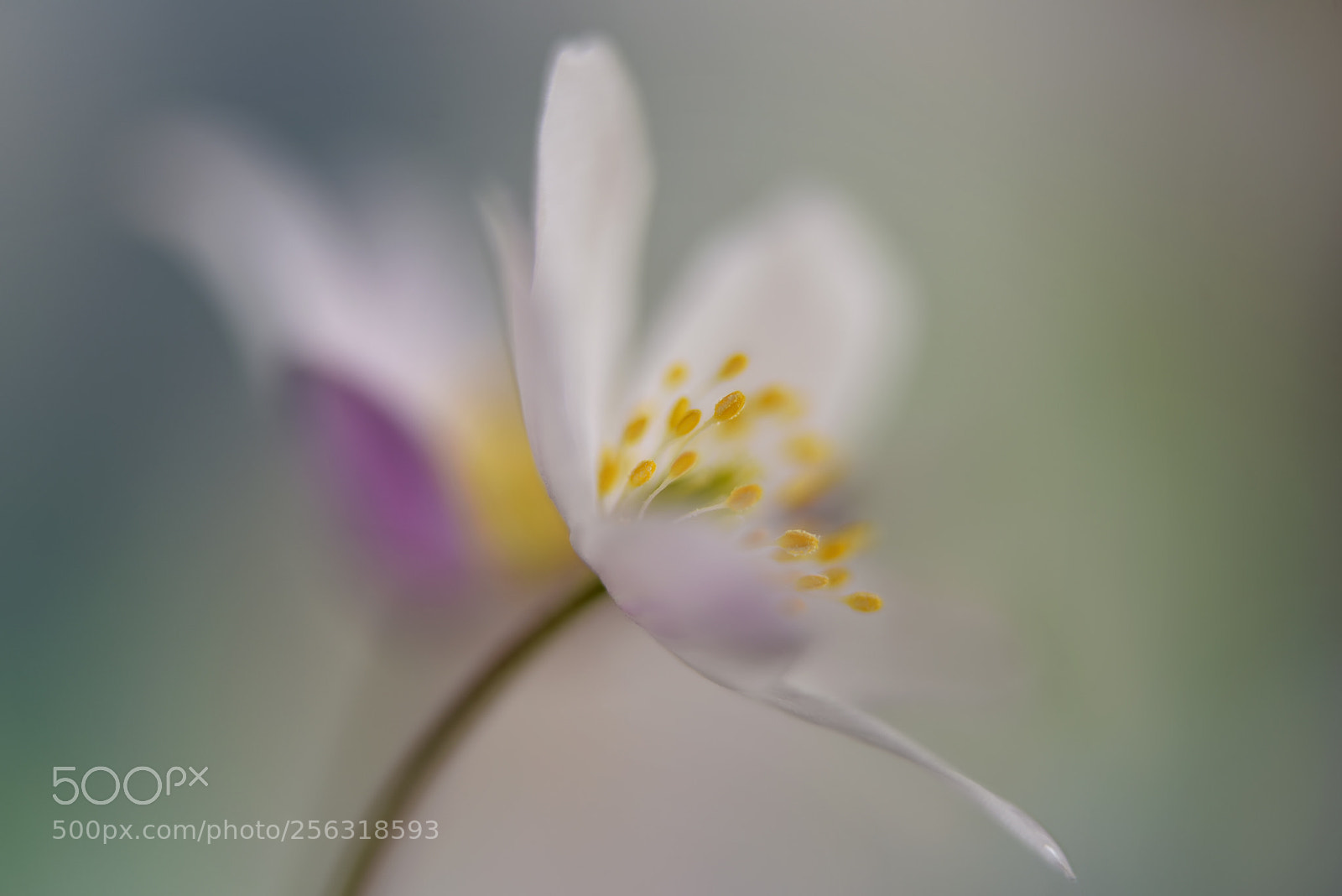 Nikon D750 sample photo. Tender spring flowers photography