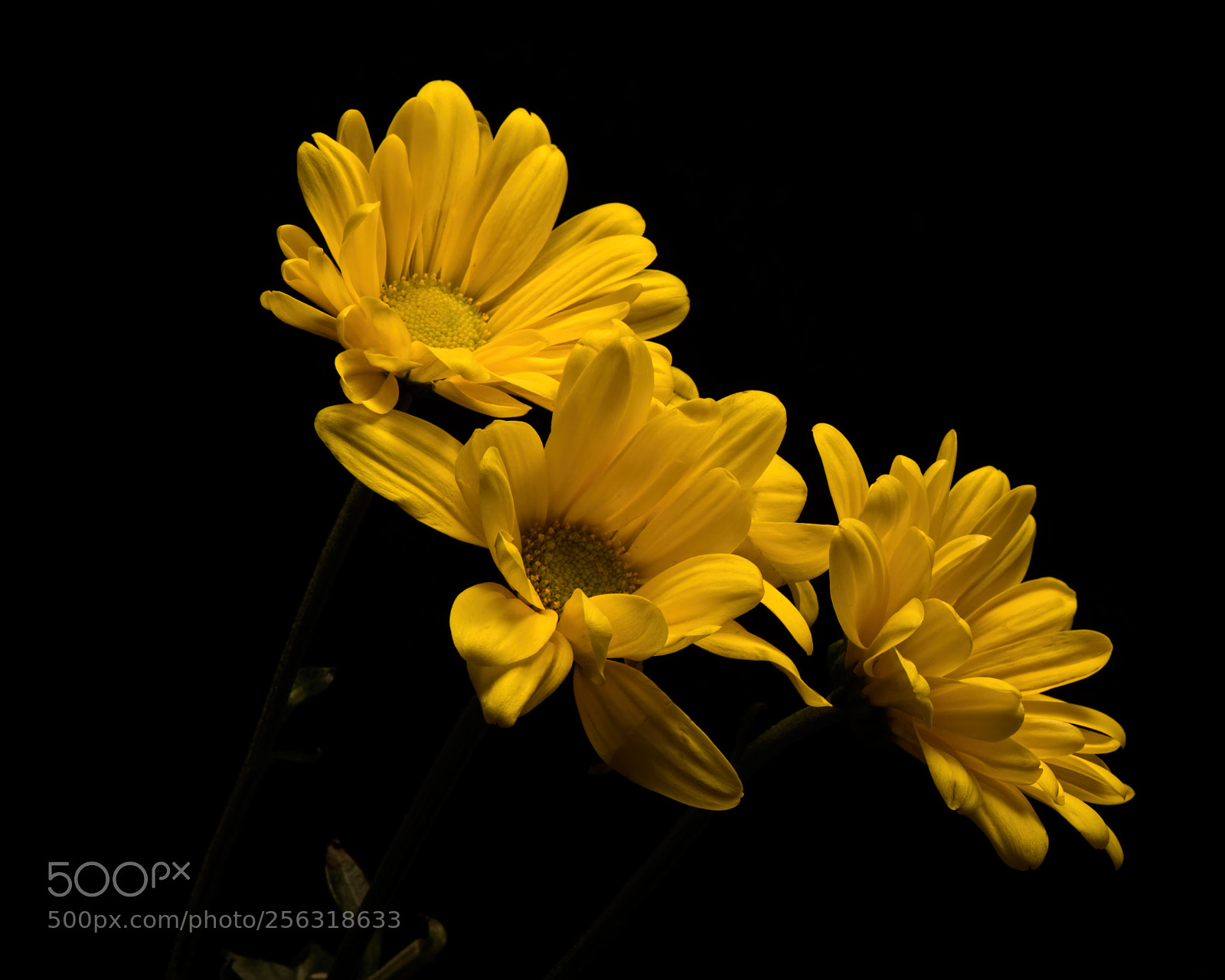 Nikon D810 sample photo. Yellow mum trio 1007 photography