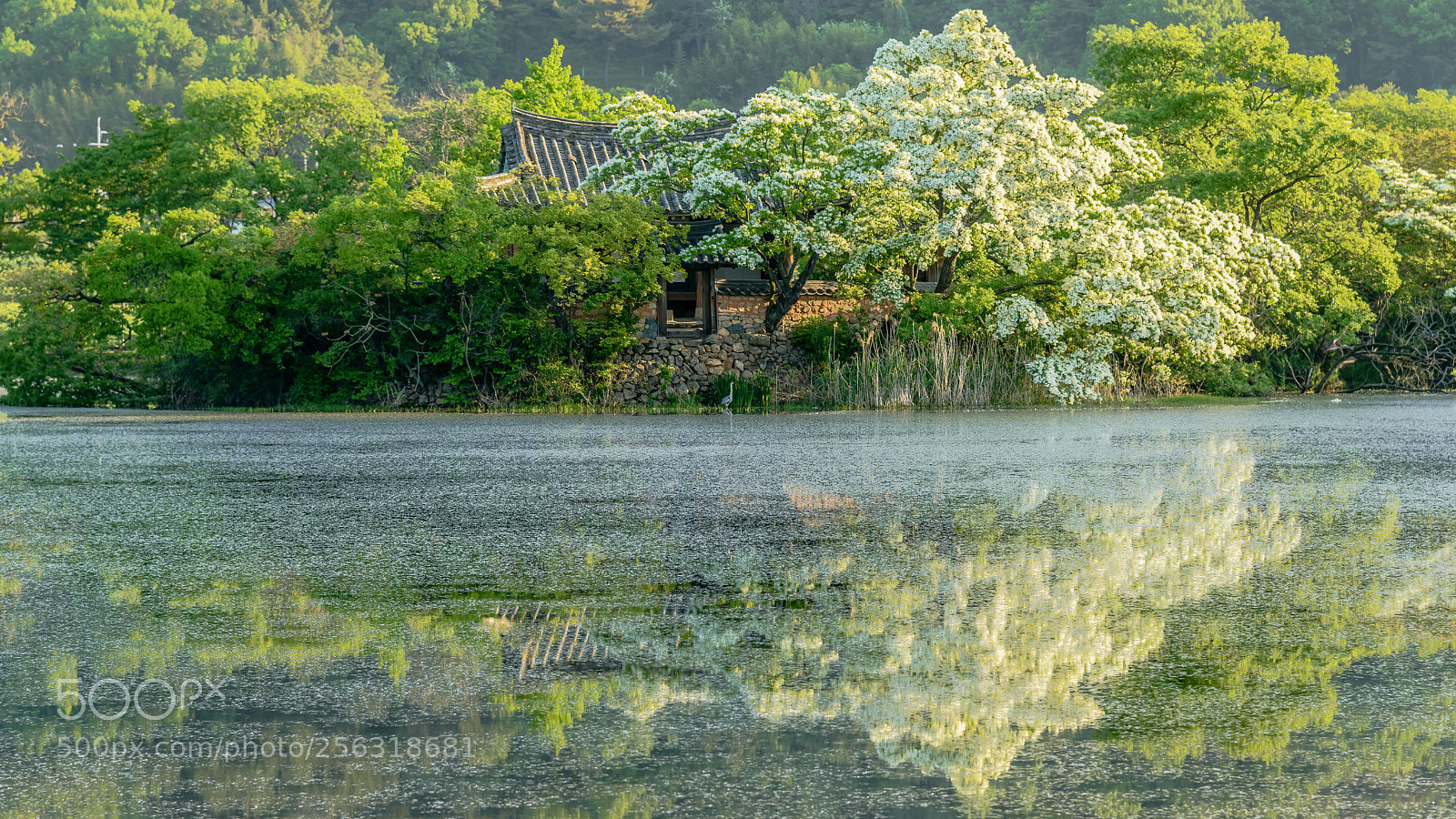 Nikon D800 sample photo. Spring of pond wiyang photography