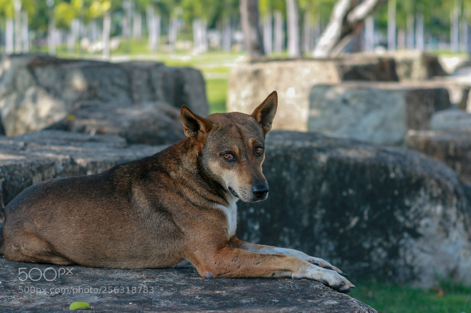 Canon EOS 400D (EOS Digital Rebel XTi / EOS Kiss Digital X) sample photo. Lonely lonesome street dog photography