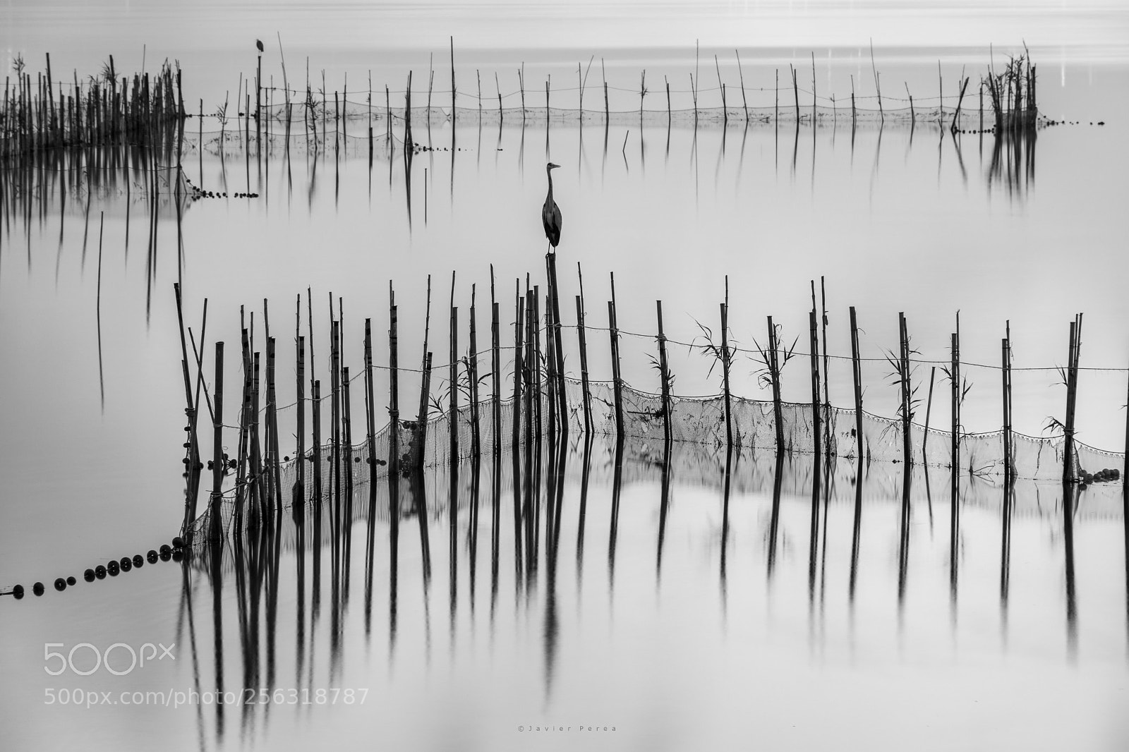 Nikon D7100 sample photo. The heron photography